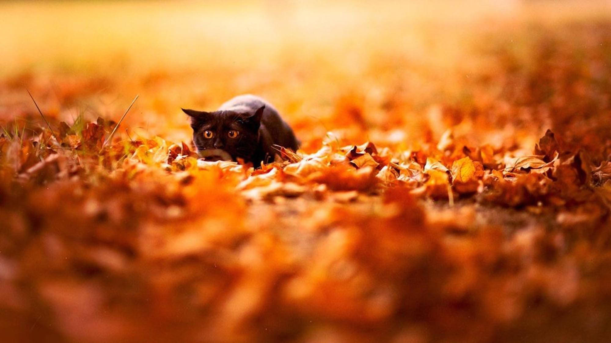 Gato estético de otoño entre hojas Fondos de pantalla