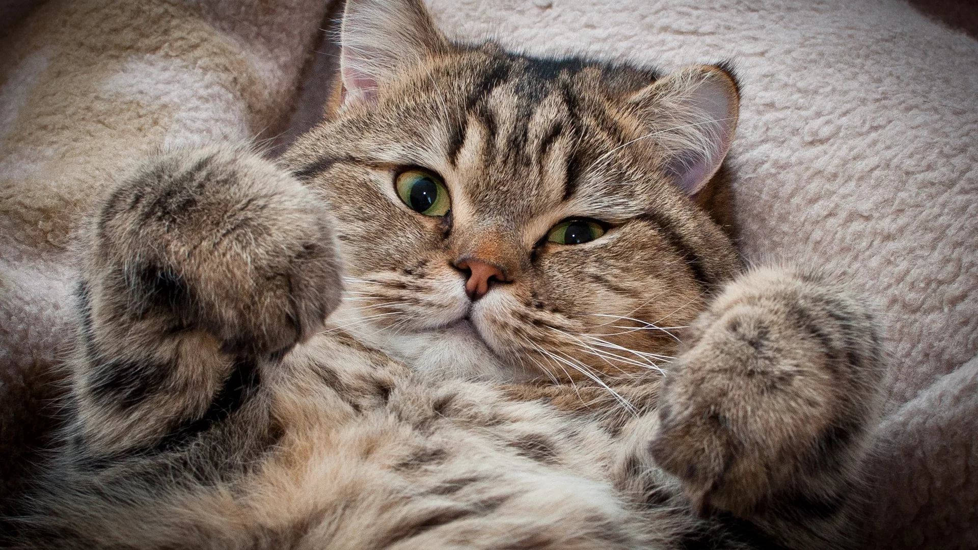 Gato estético de pelaje esponjoso Fondos de pantalla