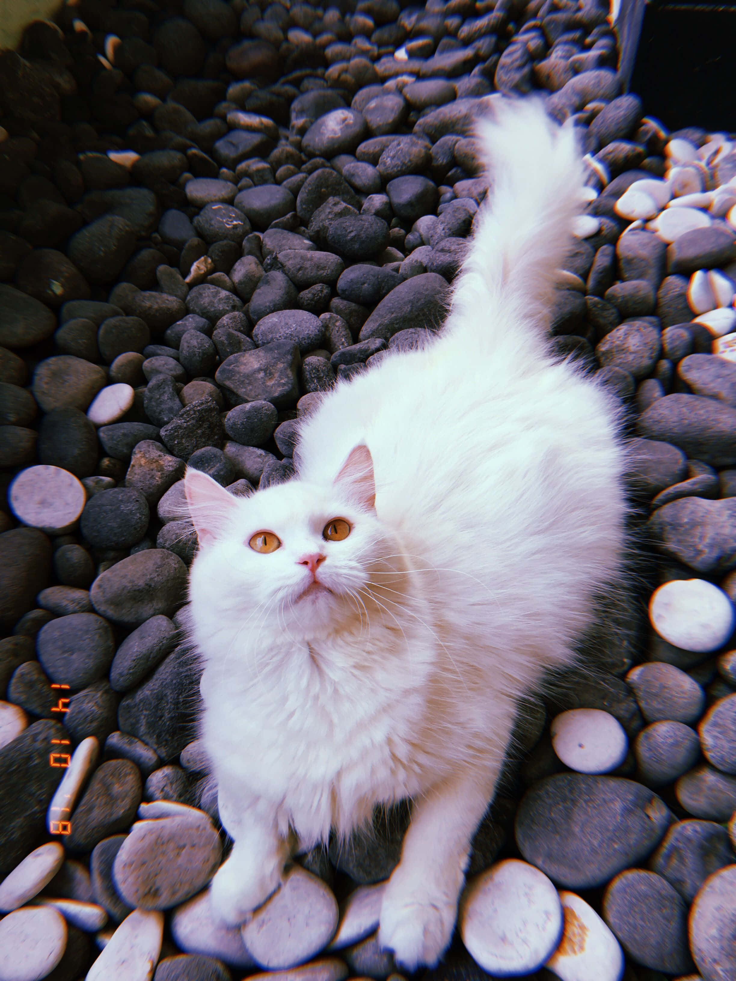 Gato estético de pelaje suave y esponjoso Fondos de pantalla