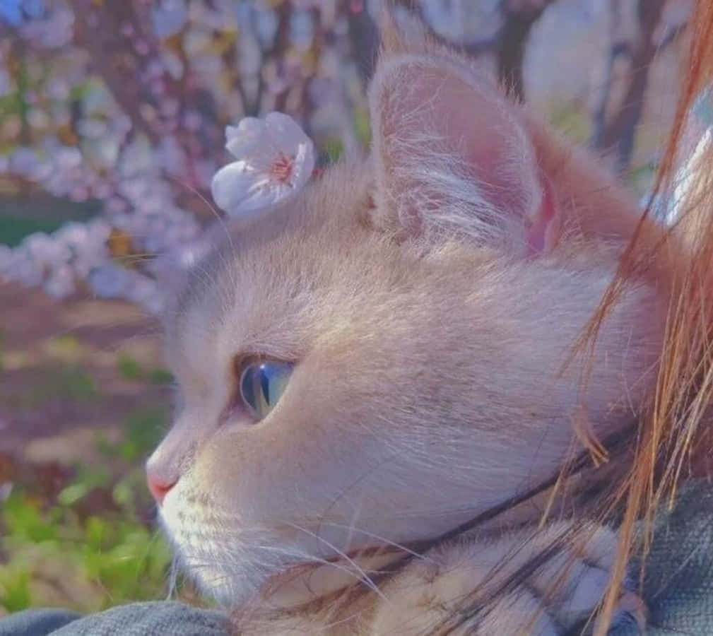Gato estético disfrutando del ocio Fondos de pantalla