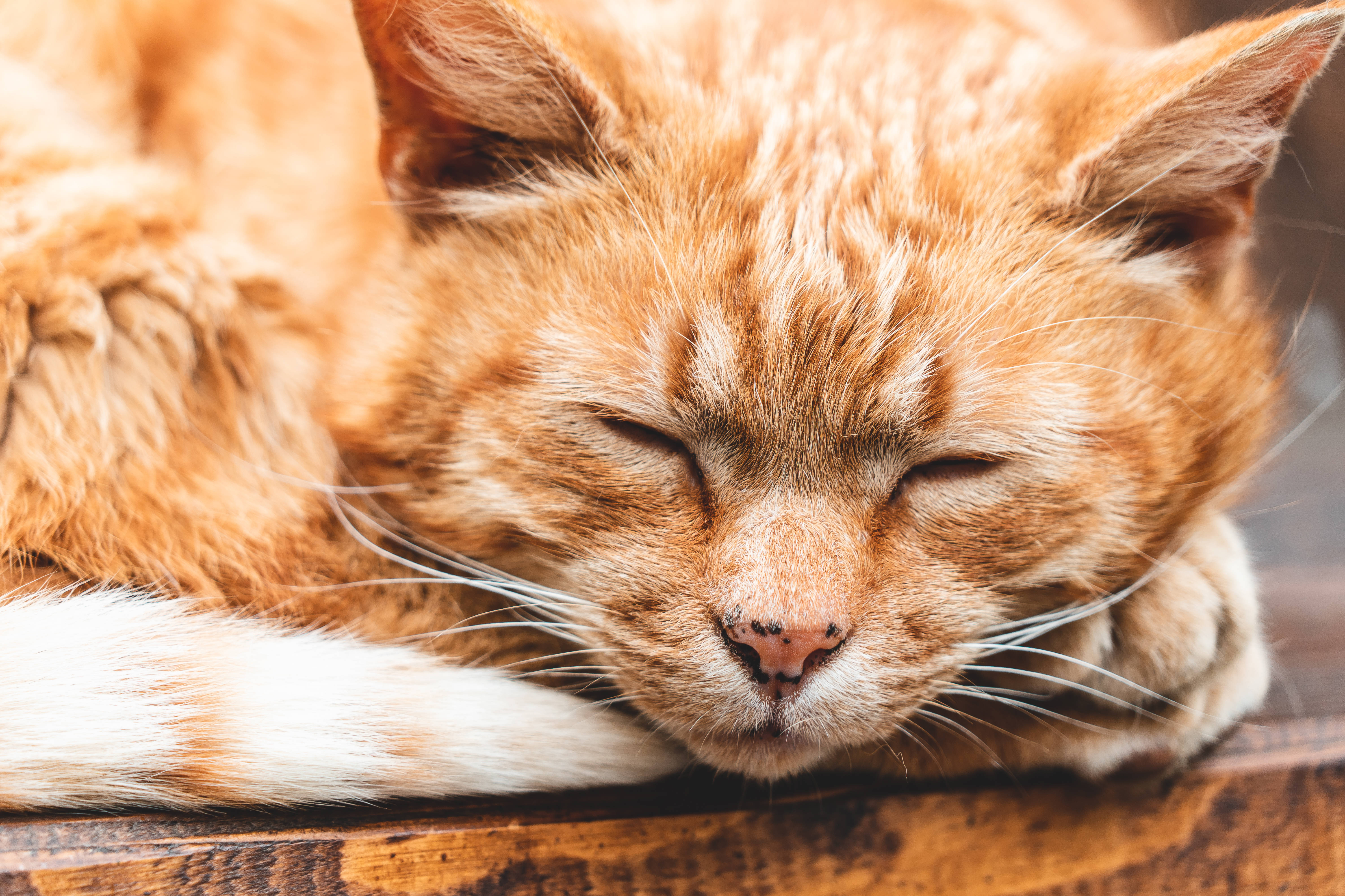 Gato Estético Durmiendo Fondos de pantalla