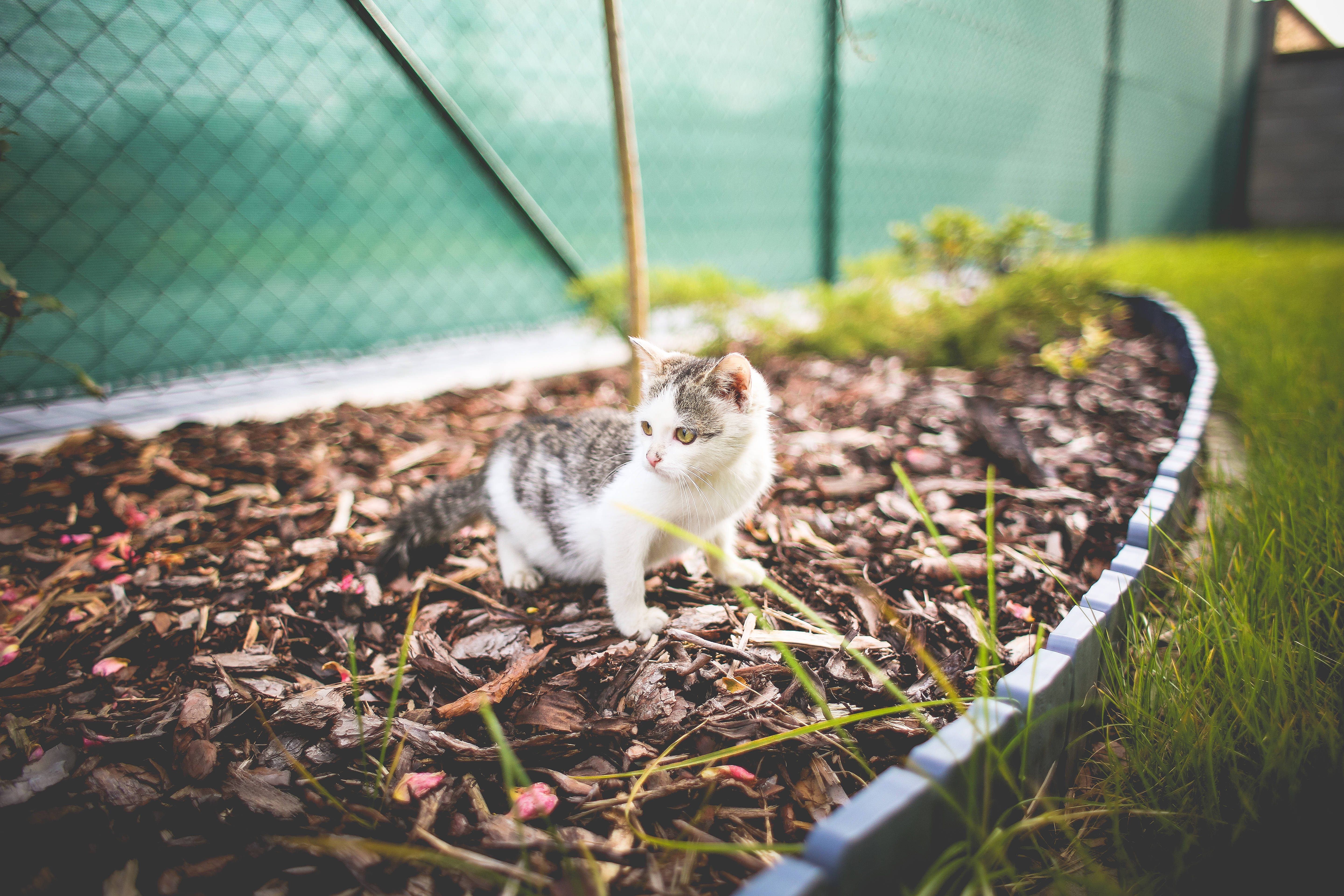 Gato estético en maceta de planta Fondos de pantalla