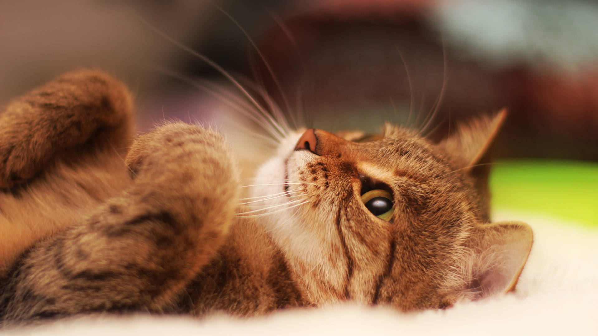 Gato estético en tela blanca Fondos de pantalla