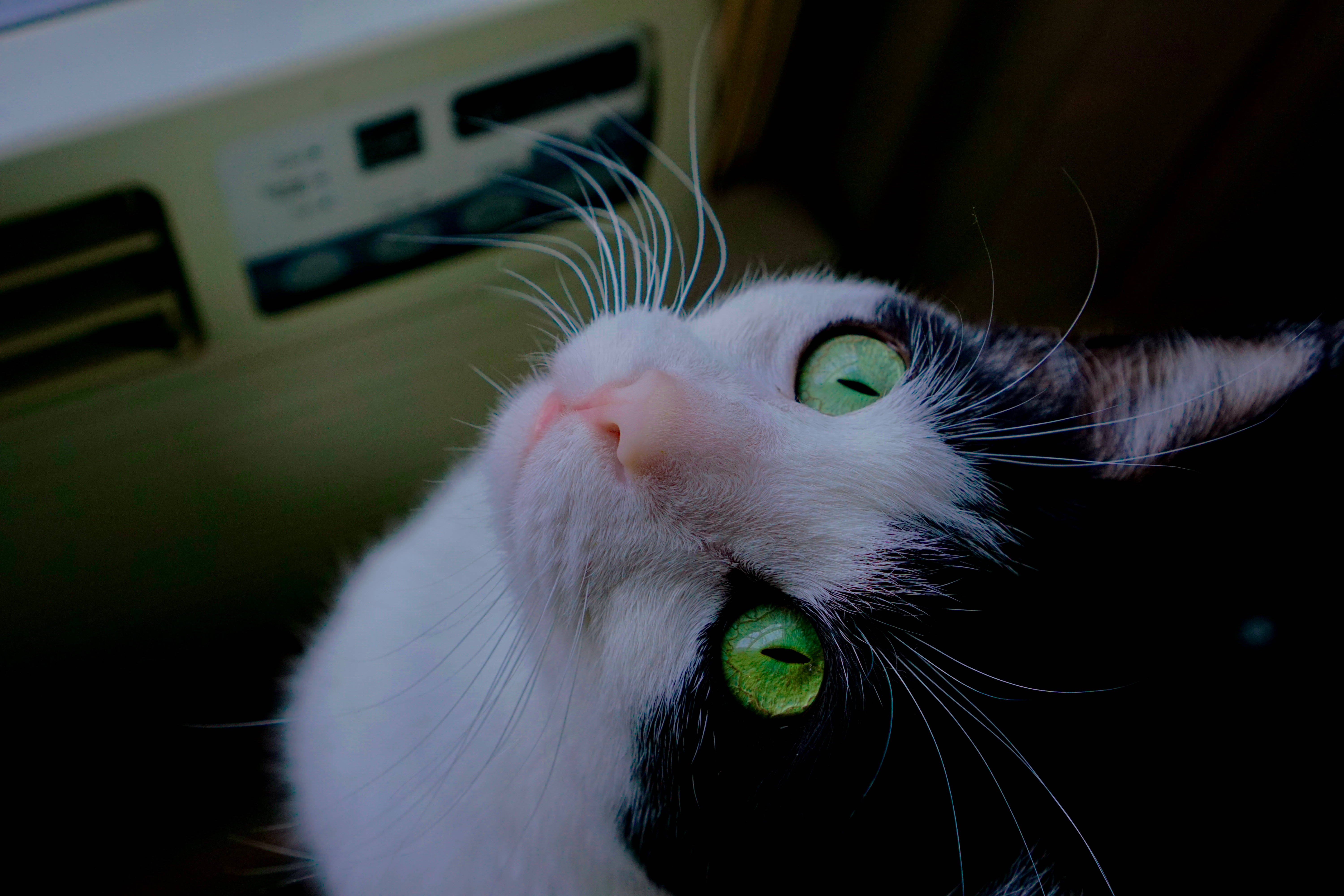 Gato Estético en Auto Fondos de pantalla