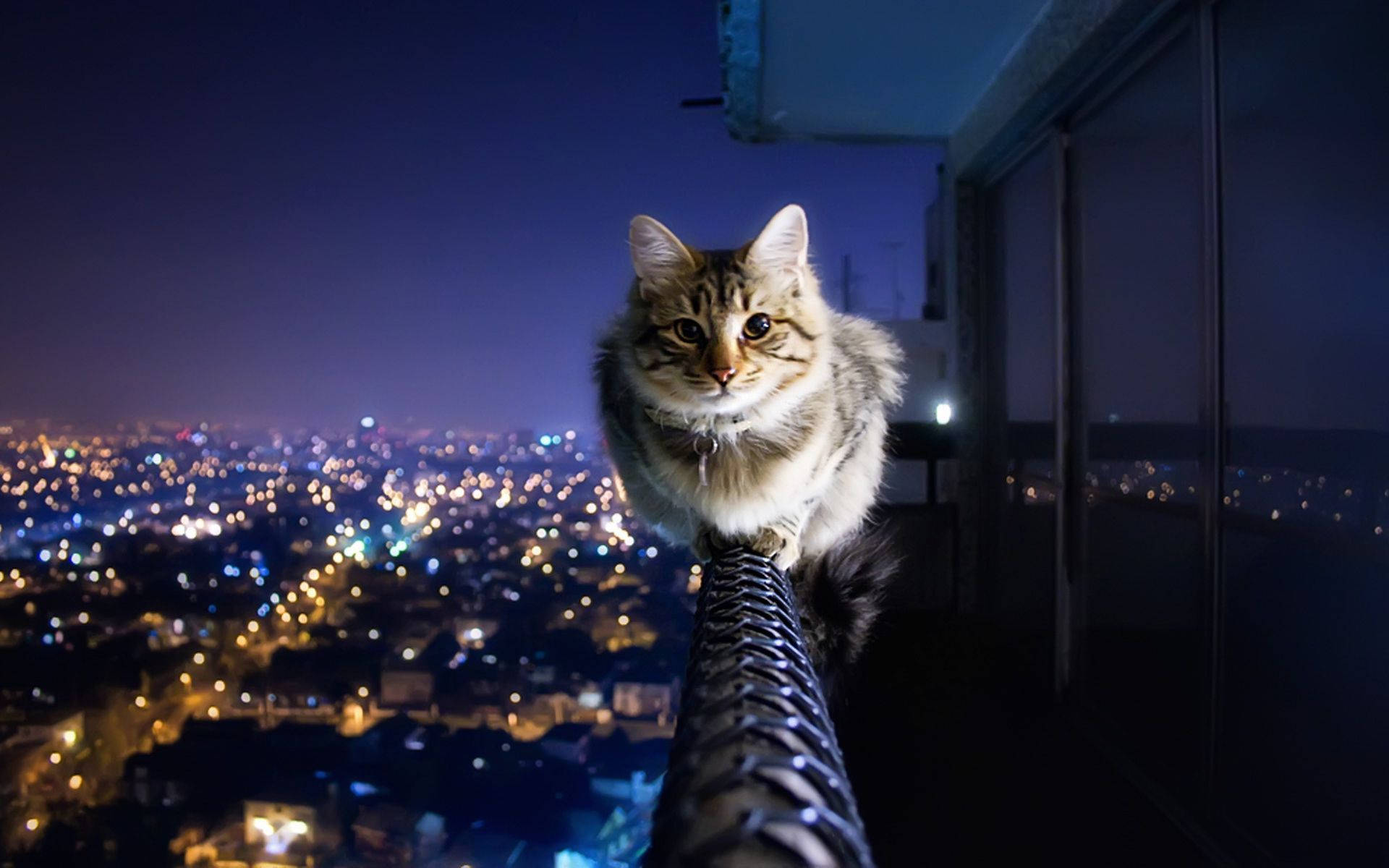 Gato estético en el balcón Fondos de pantalla