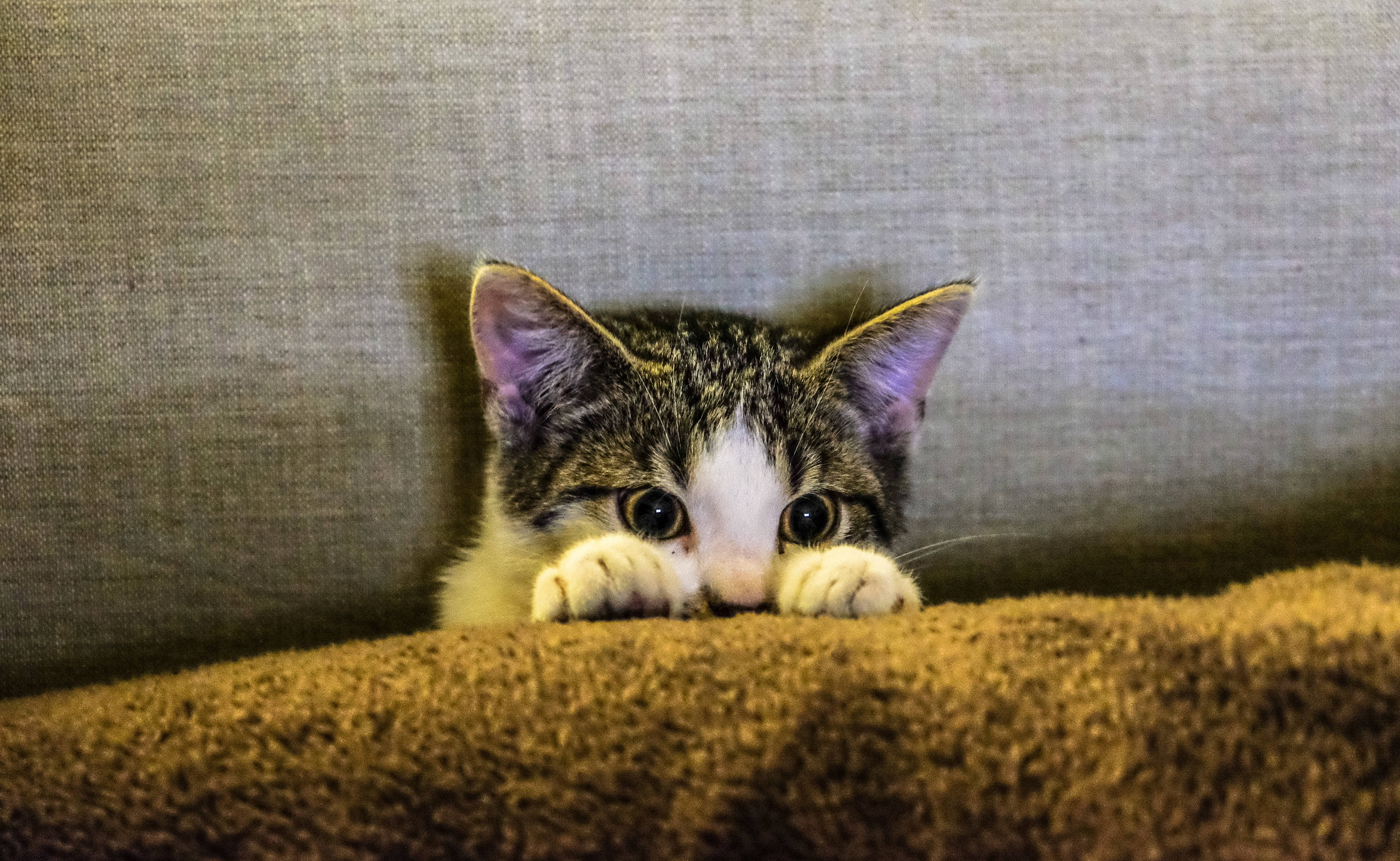 Gato Estético en el Sofá Fondos de pantalla