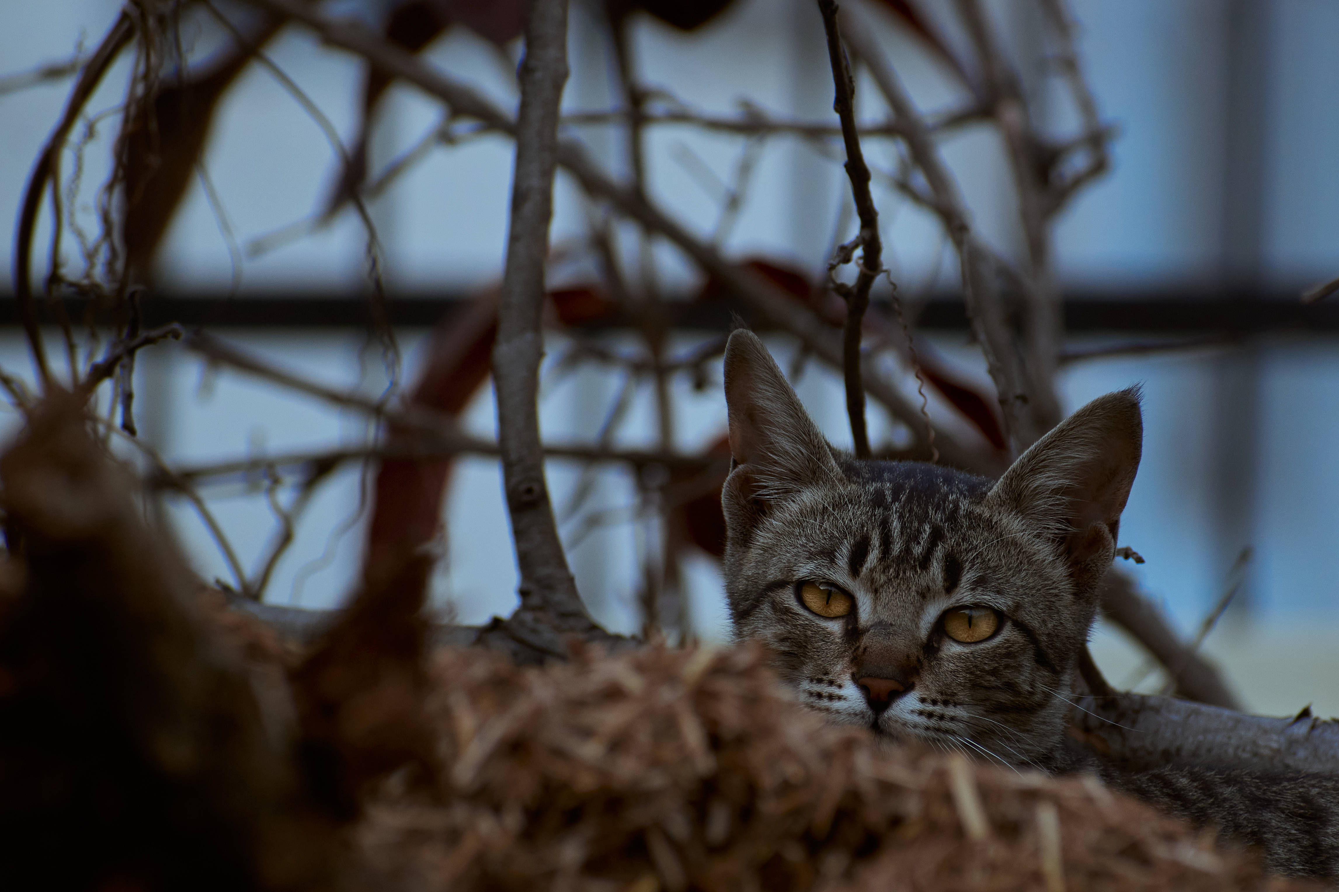 Gato estético en pasto seco Fondos de pantalla