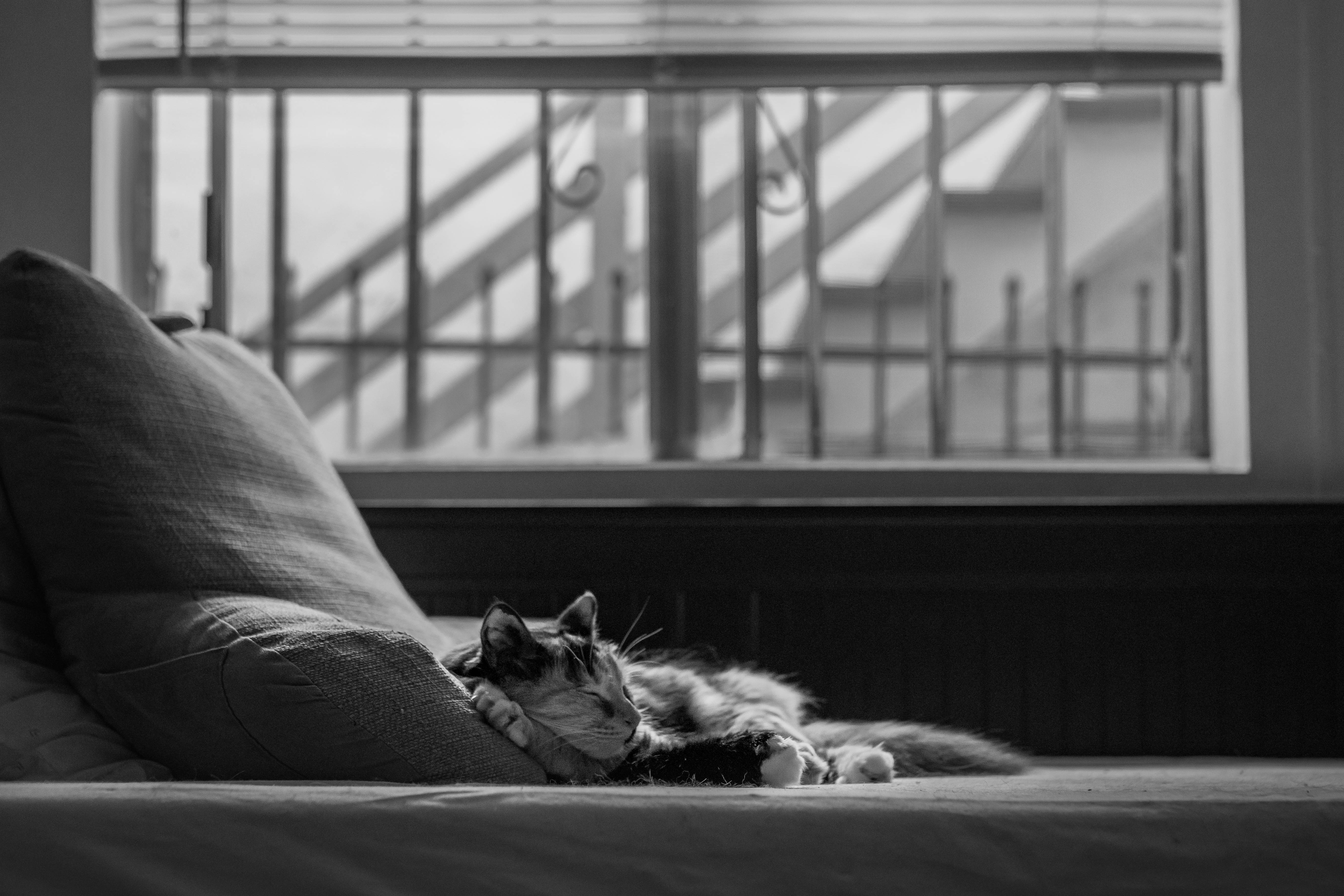 Gato estético en la cama Fondos de pantalla