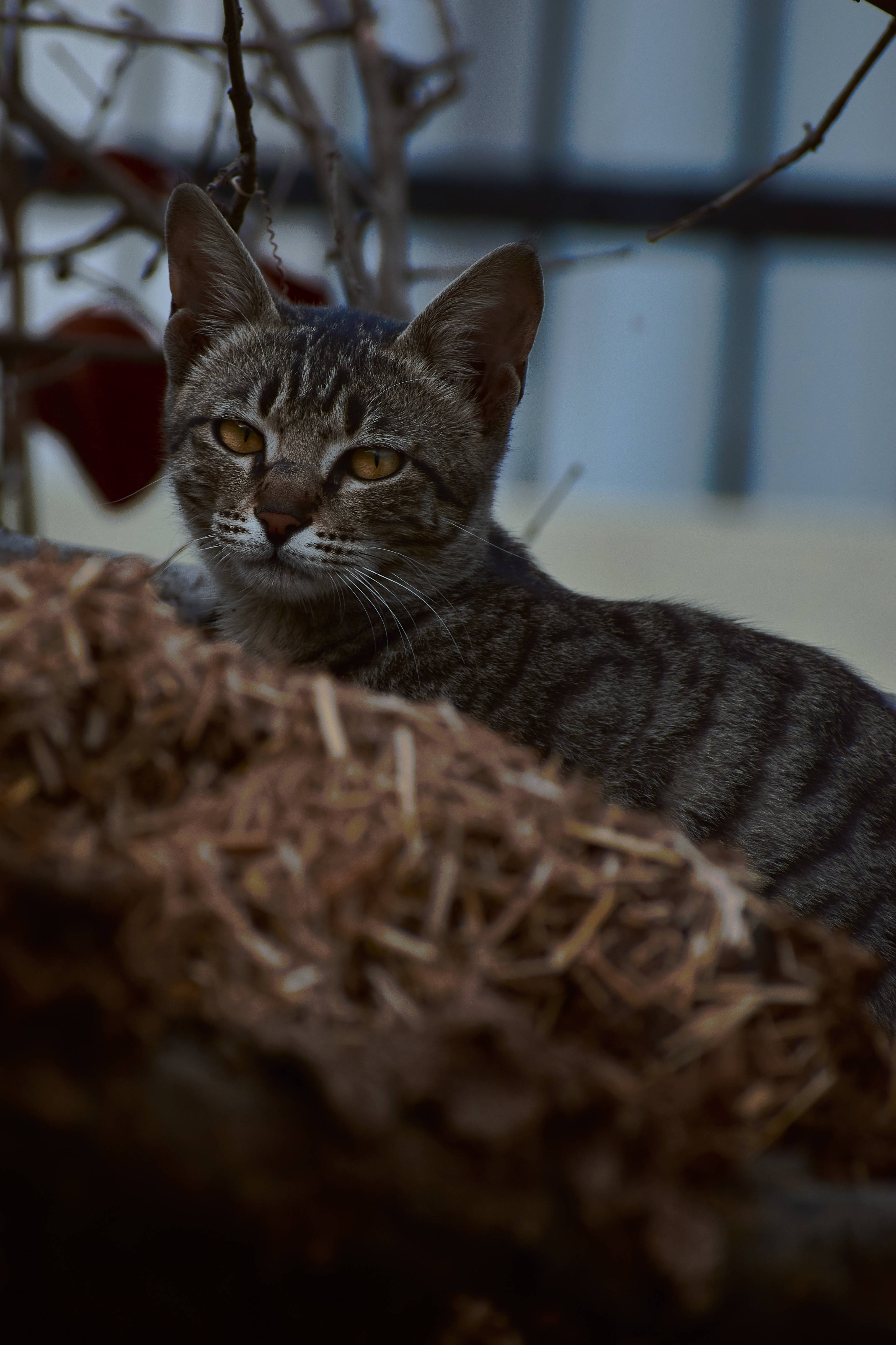 Gato estético en nido Fondos de pantalla