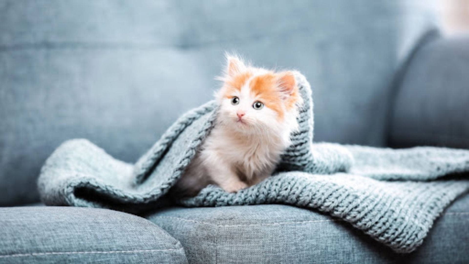 Gato estético en sofá Fondos de pantalla