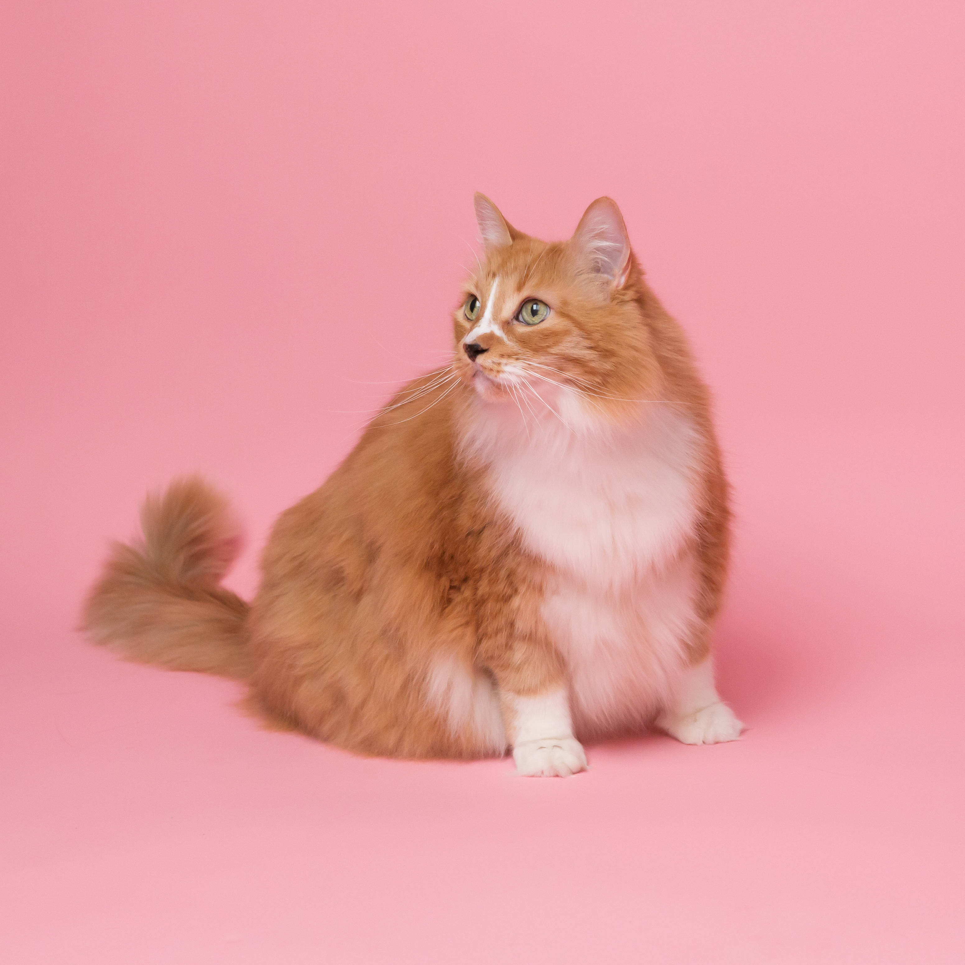 Gato estético gordo en rosa Fondos de pantalla