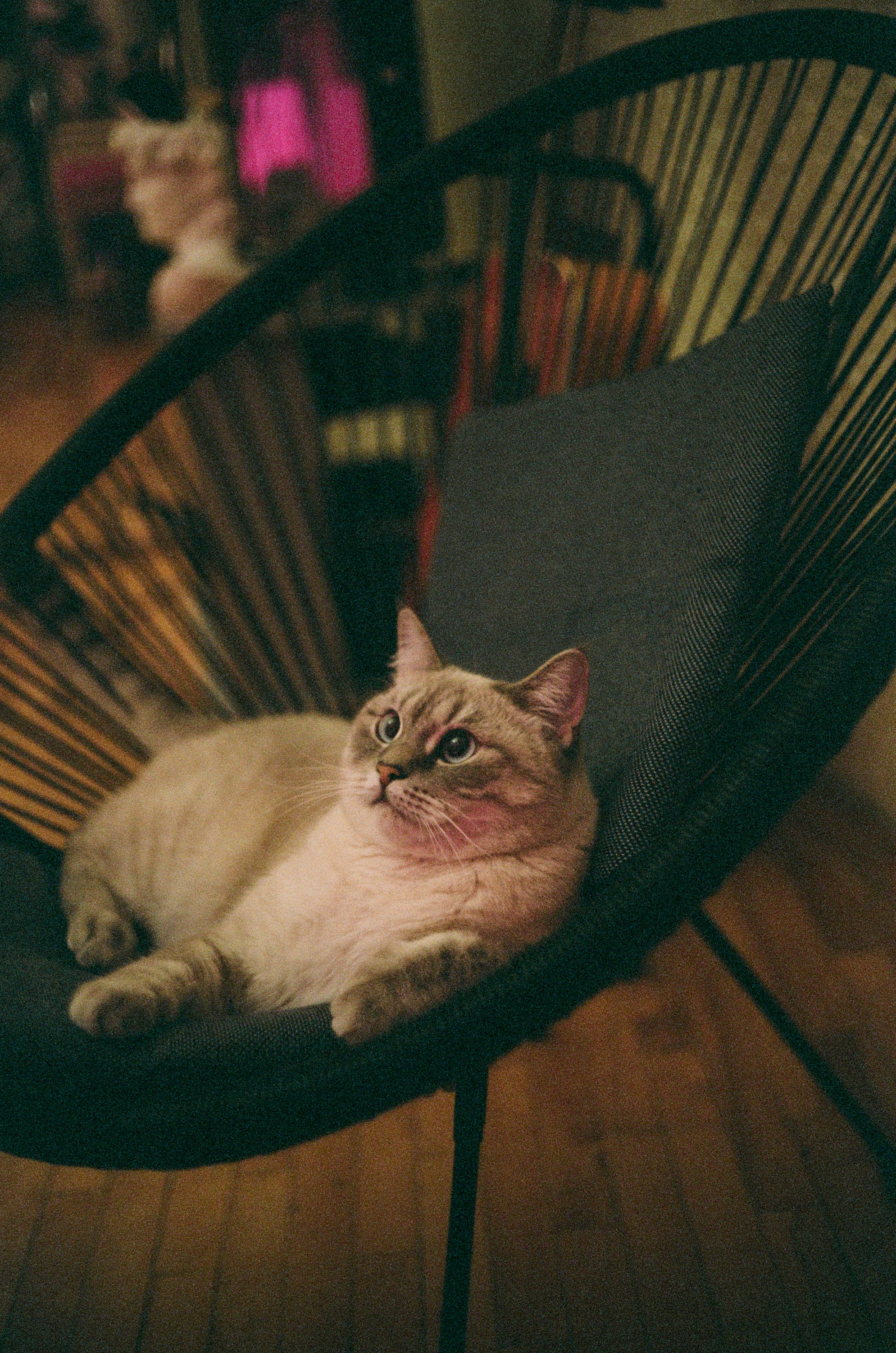 Gato estético gordo en silla Fondos de pantalla