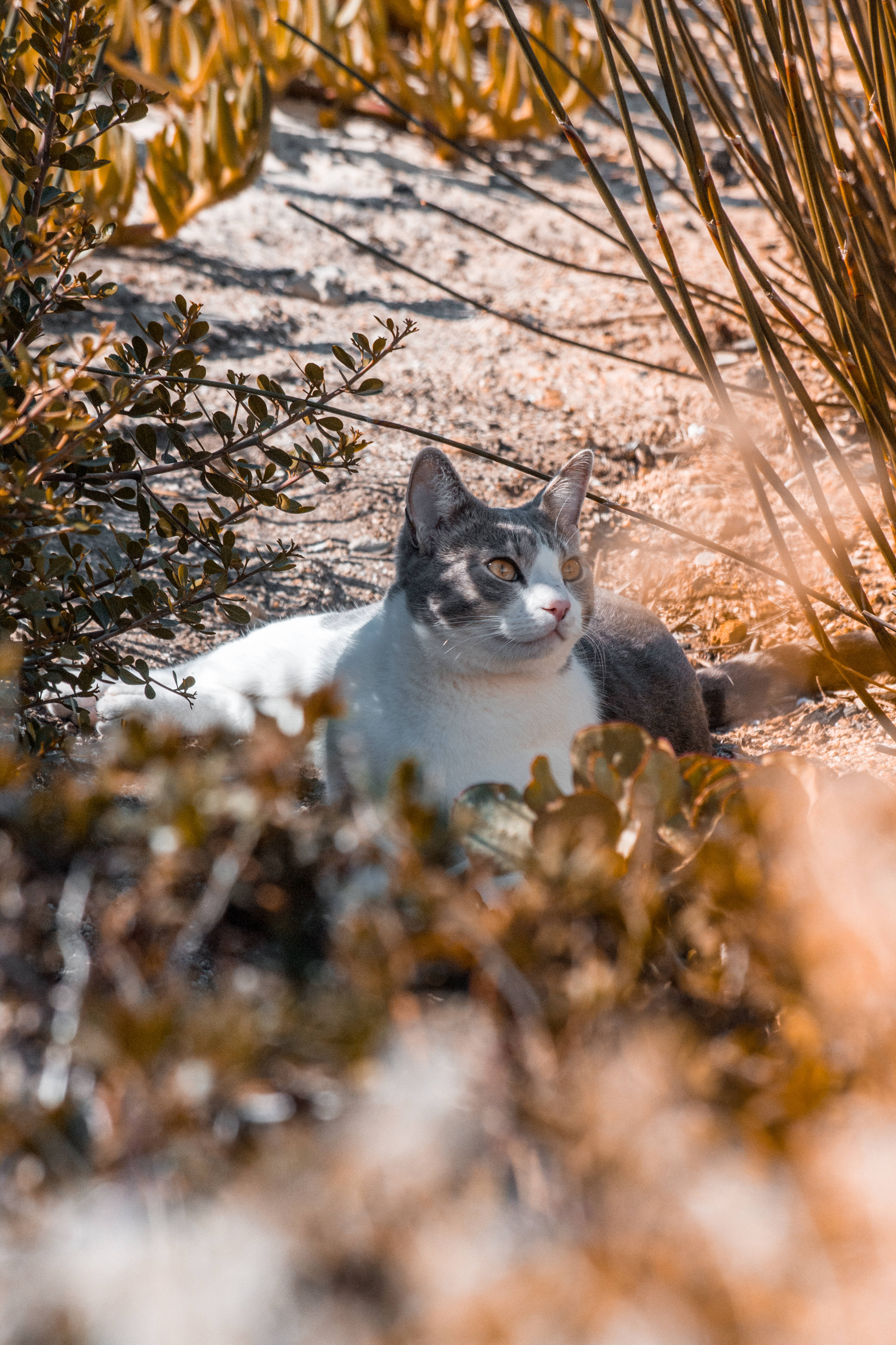 Gato estético gris y blanco Fondos de pantalla