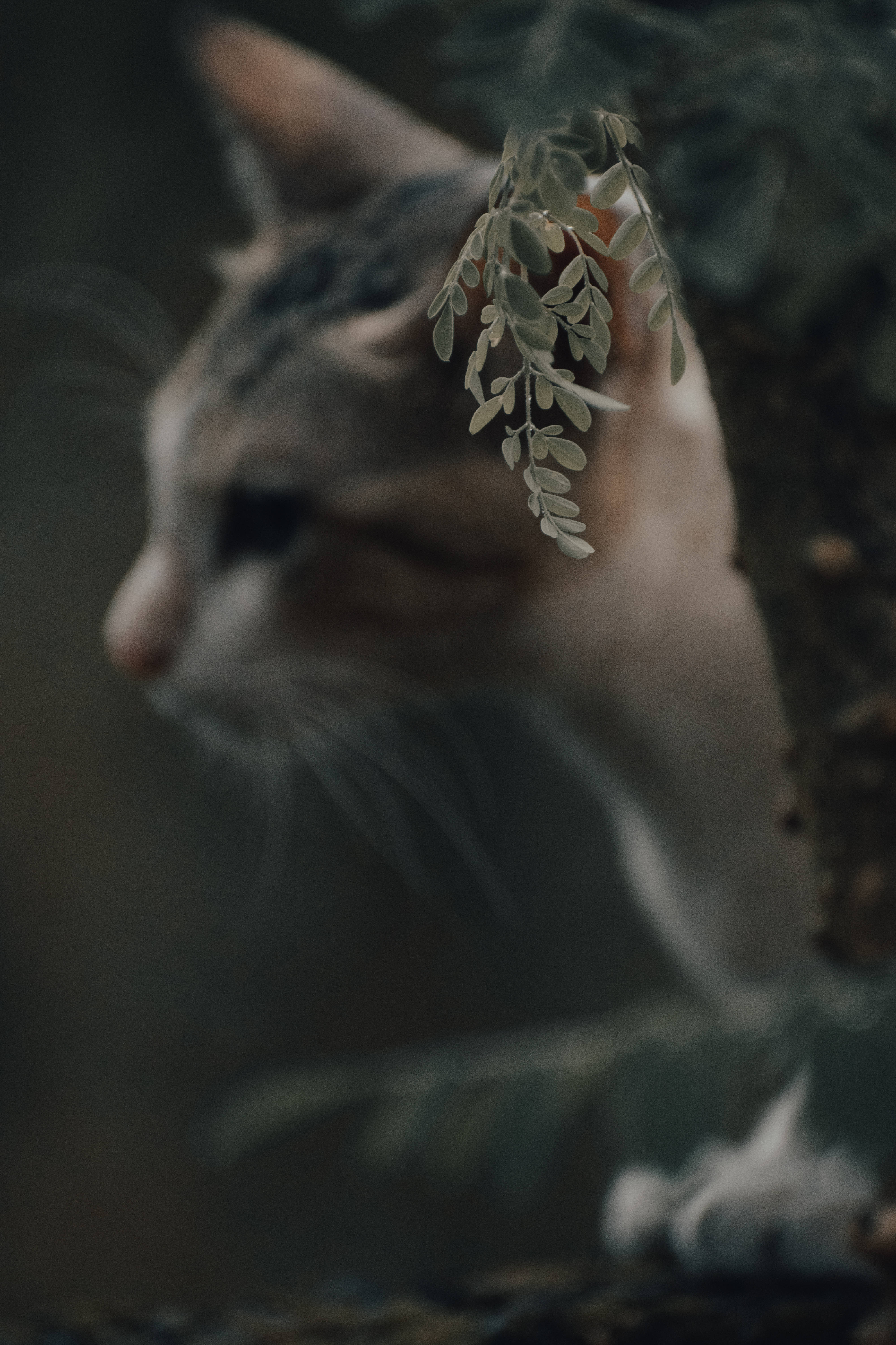 Gato estético junto a un árbol Fondos de pantalla