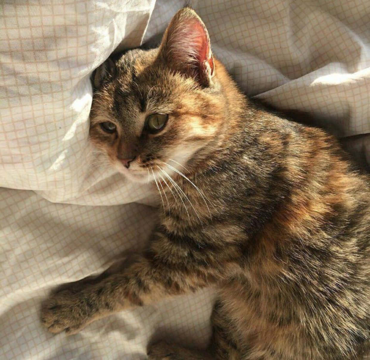 Gato estético mira soñadoramente a lo lejos Fondos de pantalla