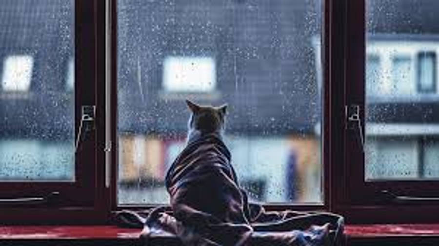 Gato estético mirando la lluvia Fondos de pantalla