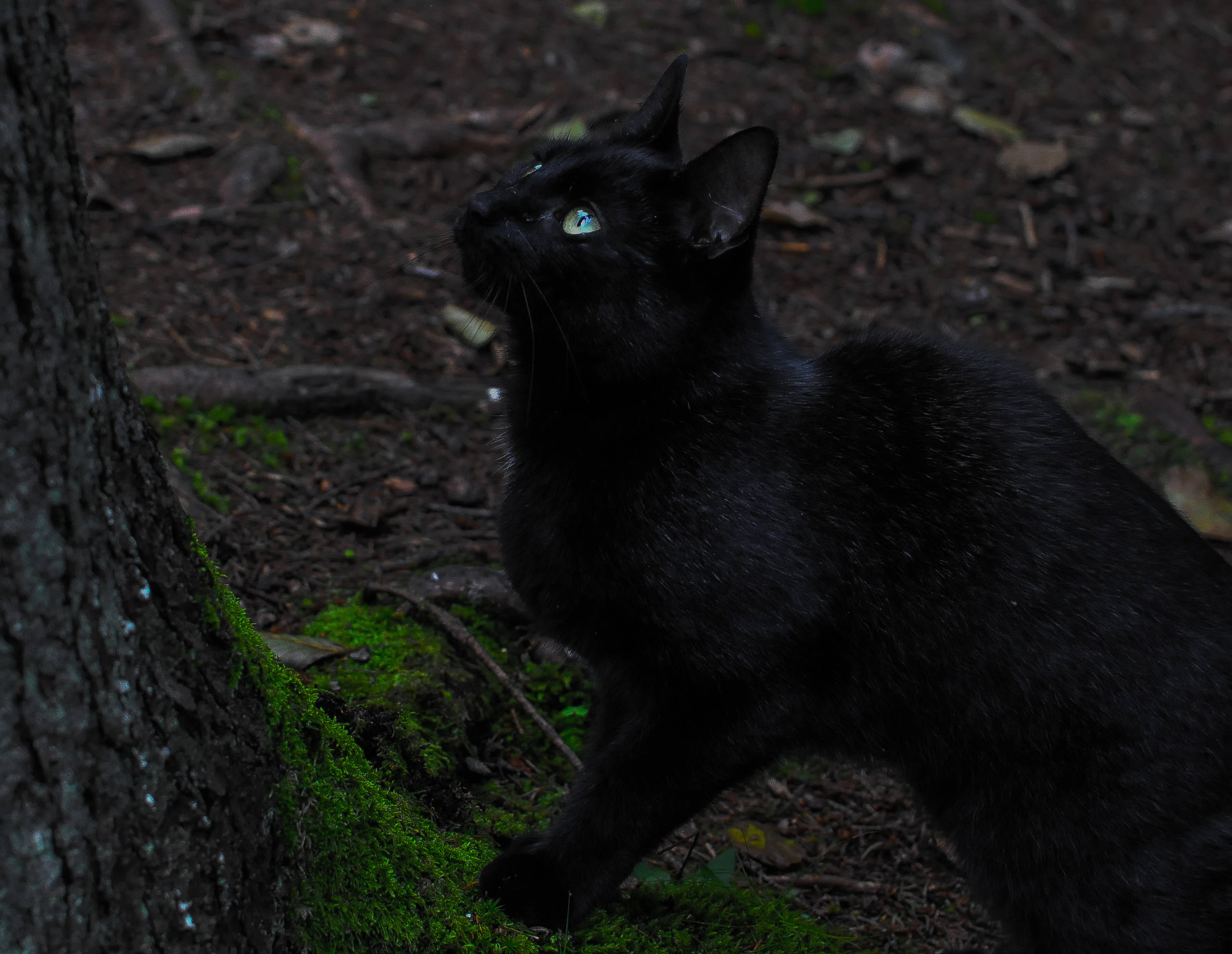 Gato estético negro junto a un árbol Fondos de pantalla