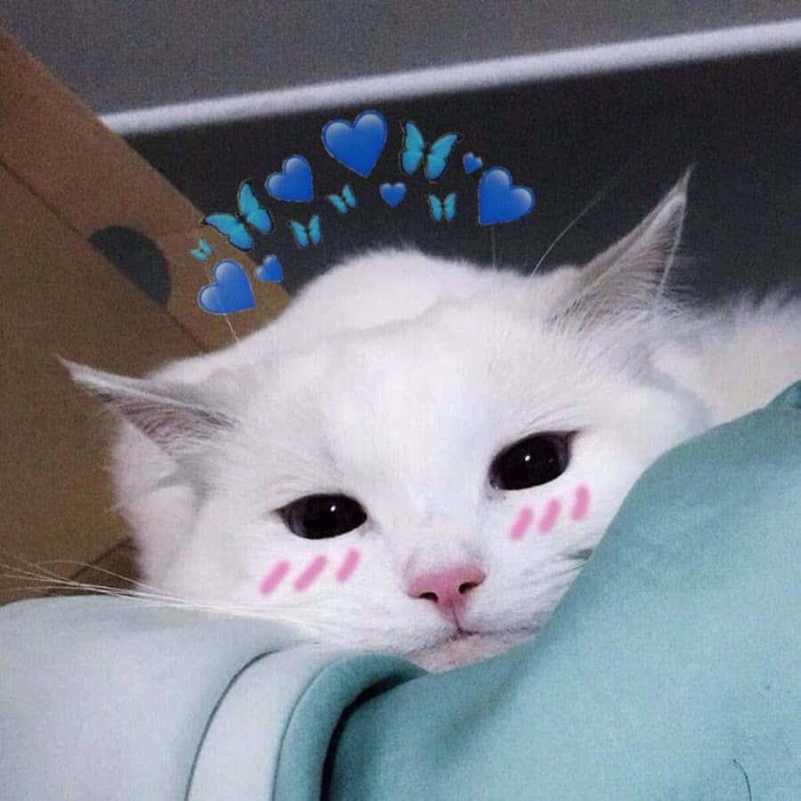 Gato estético soñando con rosas pastel Fondos de pantalla