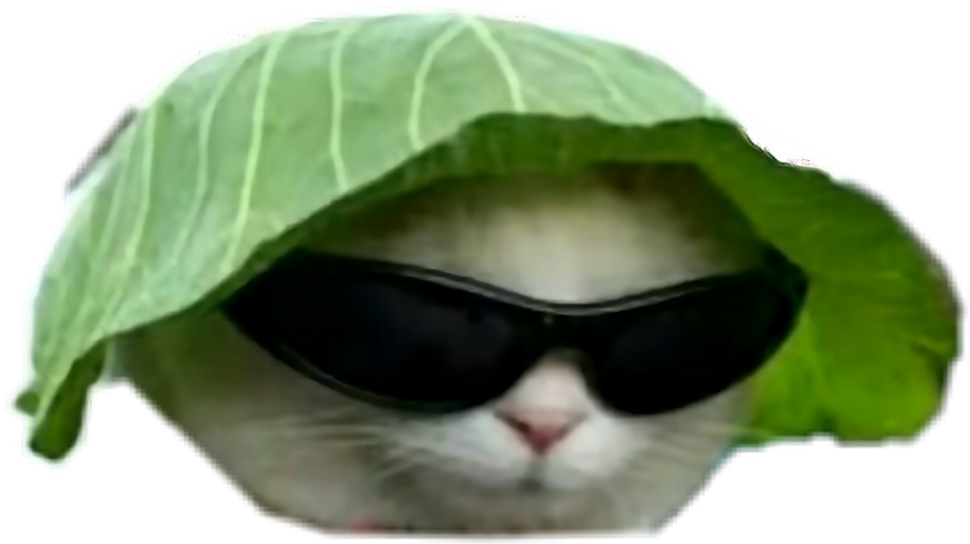 Gato genial con sombrero de hoja y lentes oscuros Fondos de pantalla