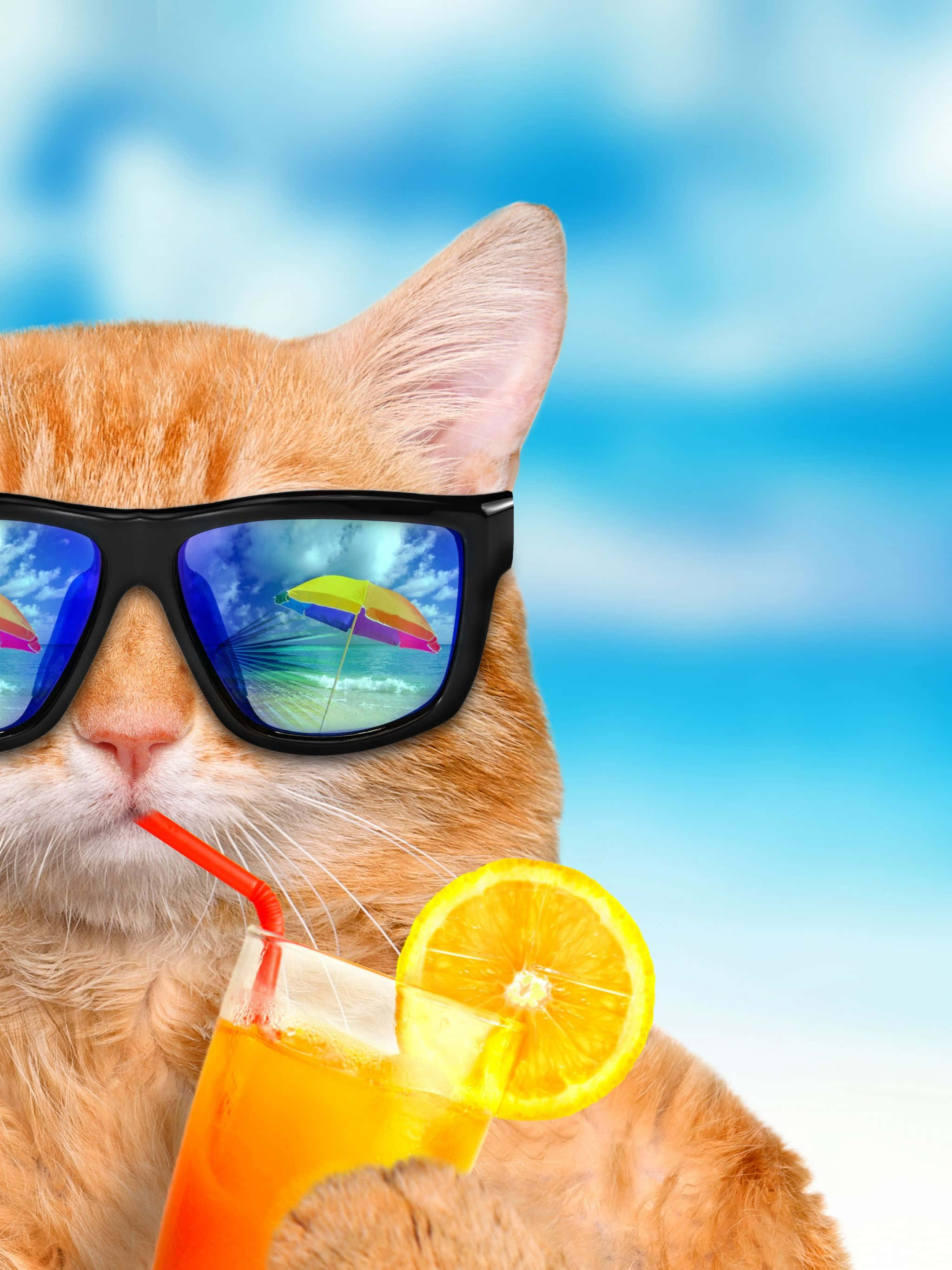 Gato Genial de Diversión Veraniega Fondos de pantalla