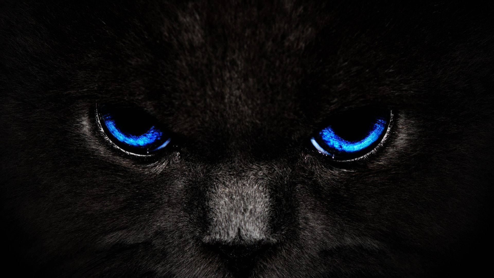 Gato genial de ojos azul oscuro