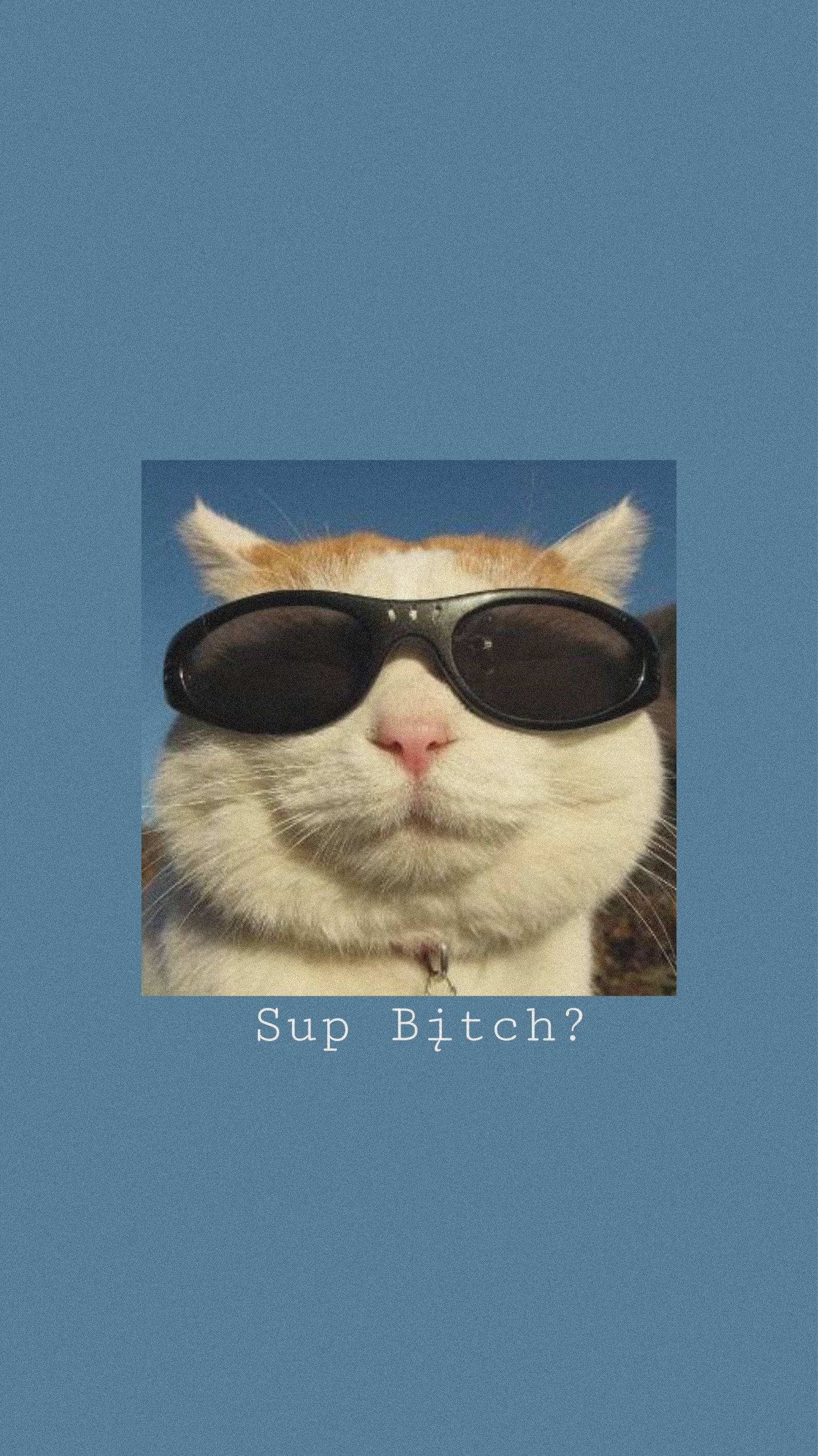 Gato Gracioso con Lentes de Sol Estéticos Fondos de pantalla