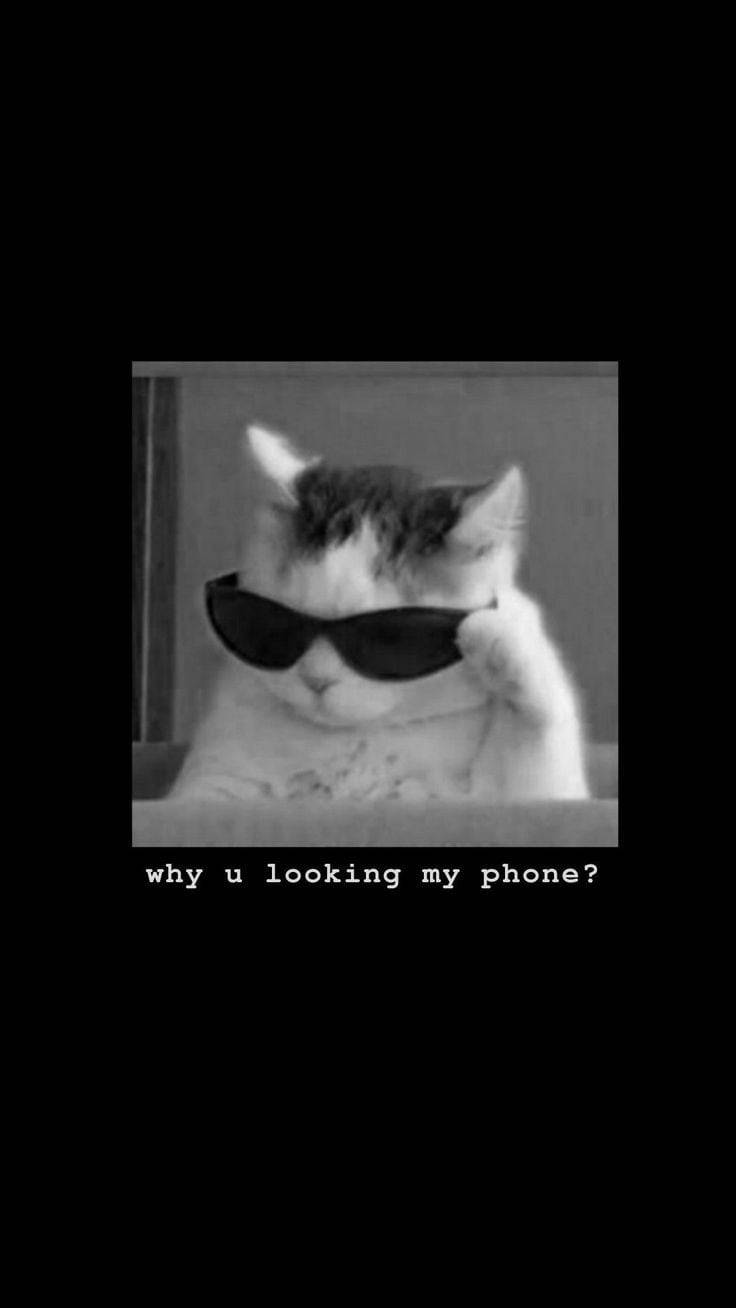 Gato Gracioso con Lentes de Sol Fuera de Mi Teléfono Fondos de pantalla
