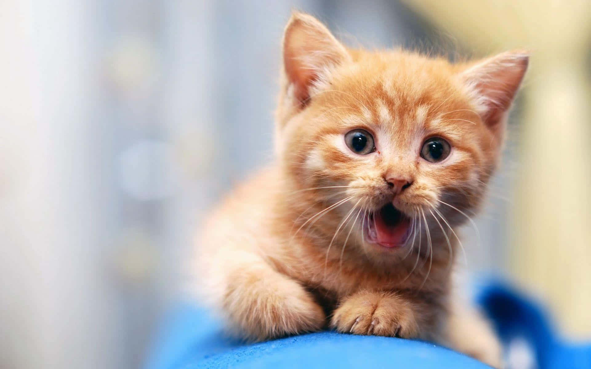 Gato gracioso vomitando con la boca abierta fotos de reacción Fondos de pantalla