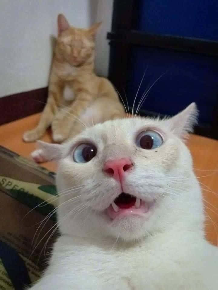 Gato gracioso y tierno con cara de sorpresa haciendo un selfie Fondos de pantalla