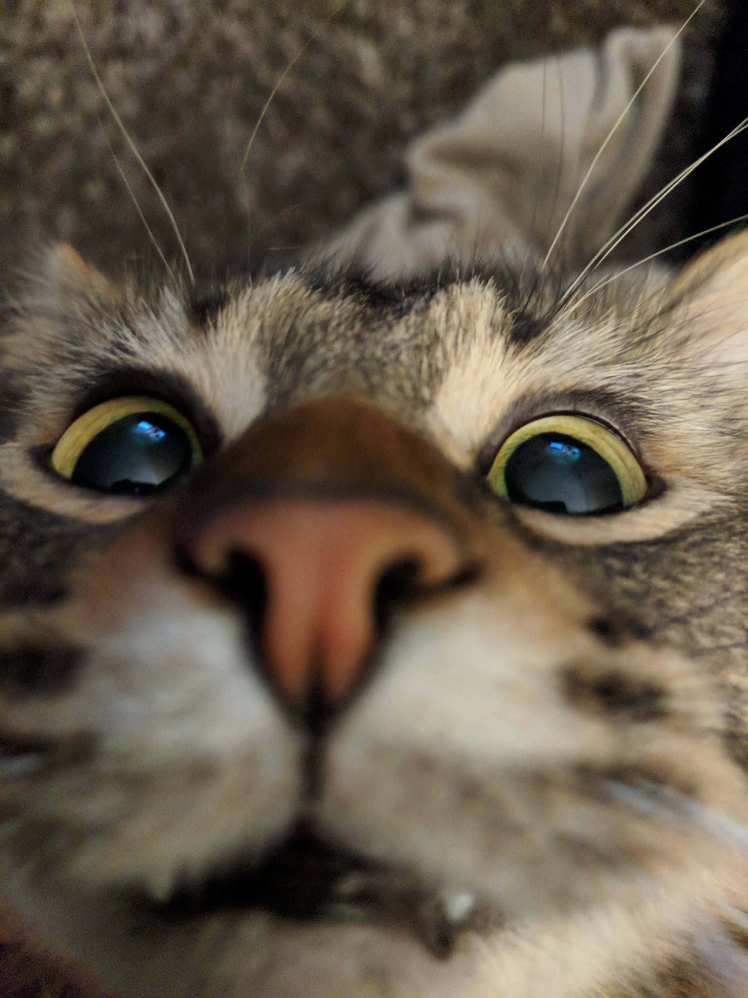 Gato gracioso y lindo para foto de perfil Fondos de pantalla