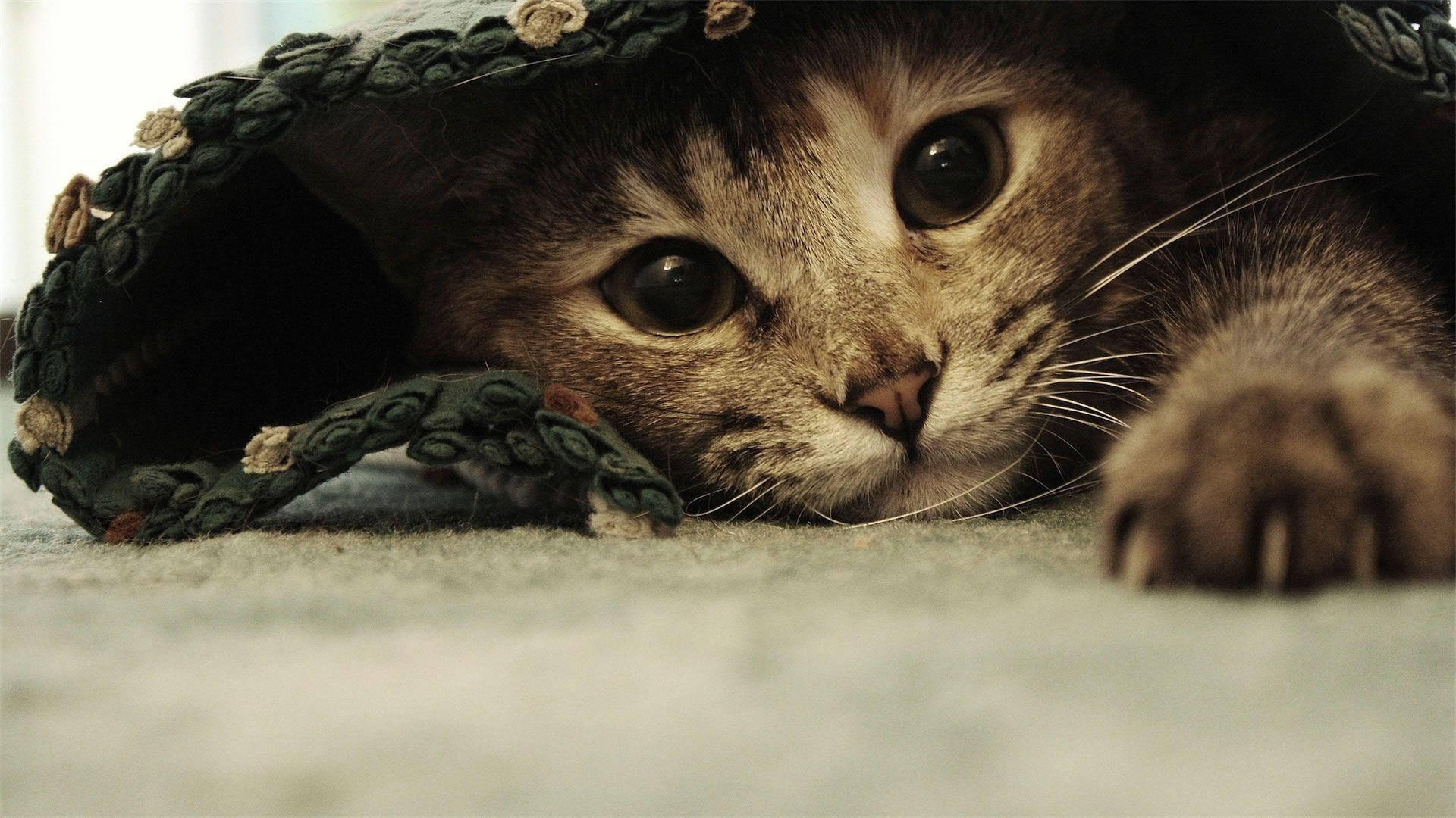 Gato gracioso y lindo debajo de las sábanas Fondos de pantalla