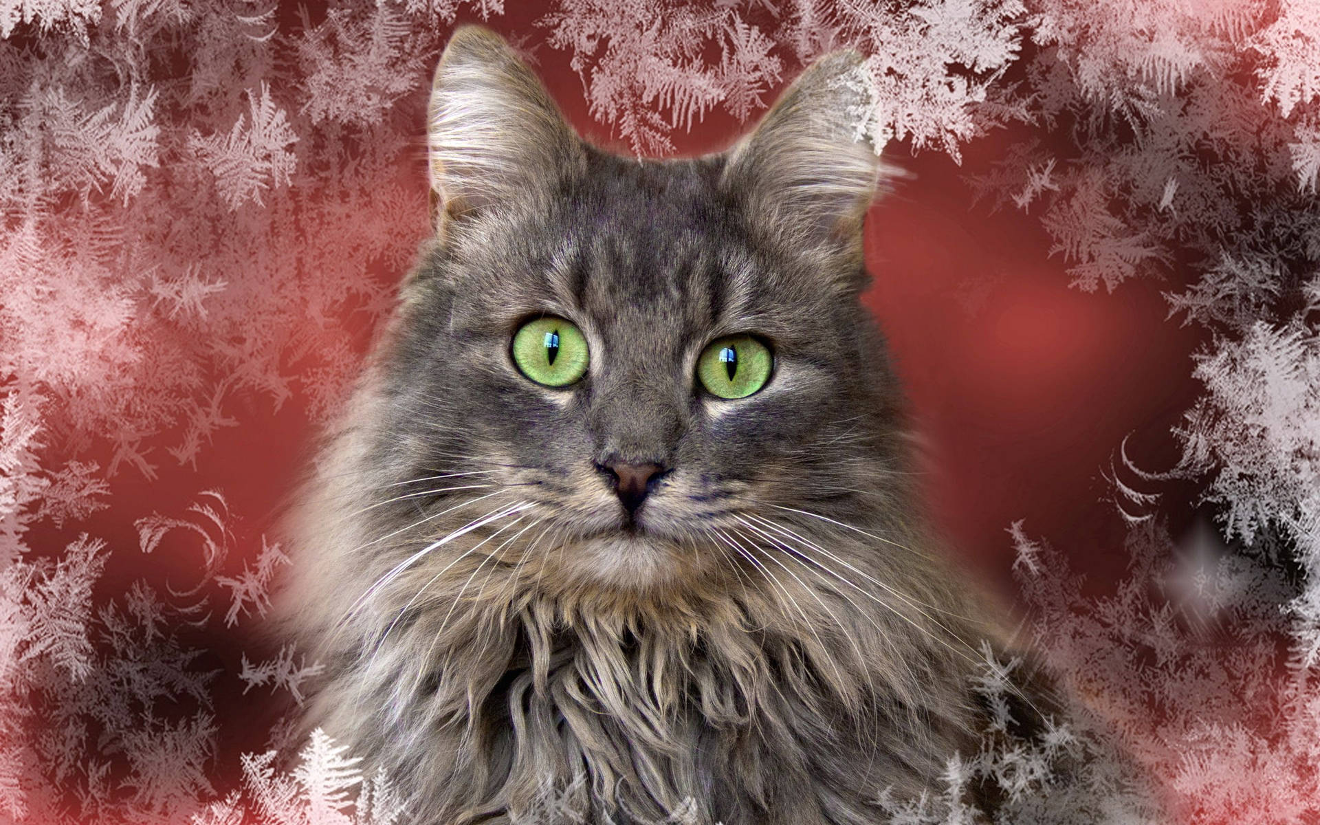 Gato gris con pelaje esponjoso y hocico tierno en un fondo invernal con copos de nieve. Animales durante la Navidad.