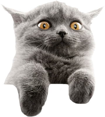 Gato Gris Asustado Meme Fondos de pantalla