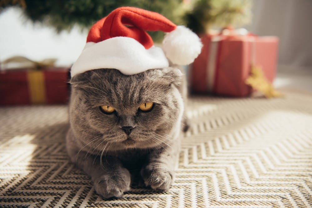 Gato gris con regalo de Navidad Fondos de pantalla