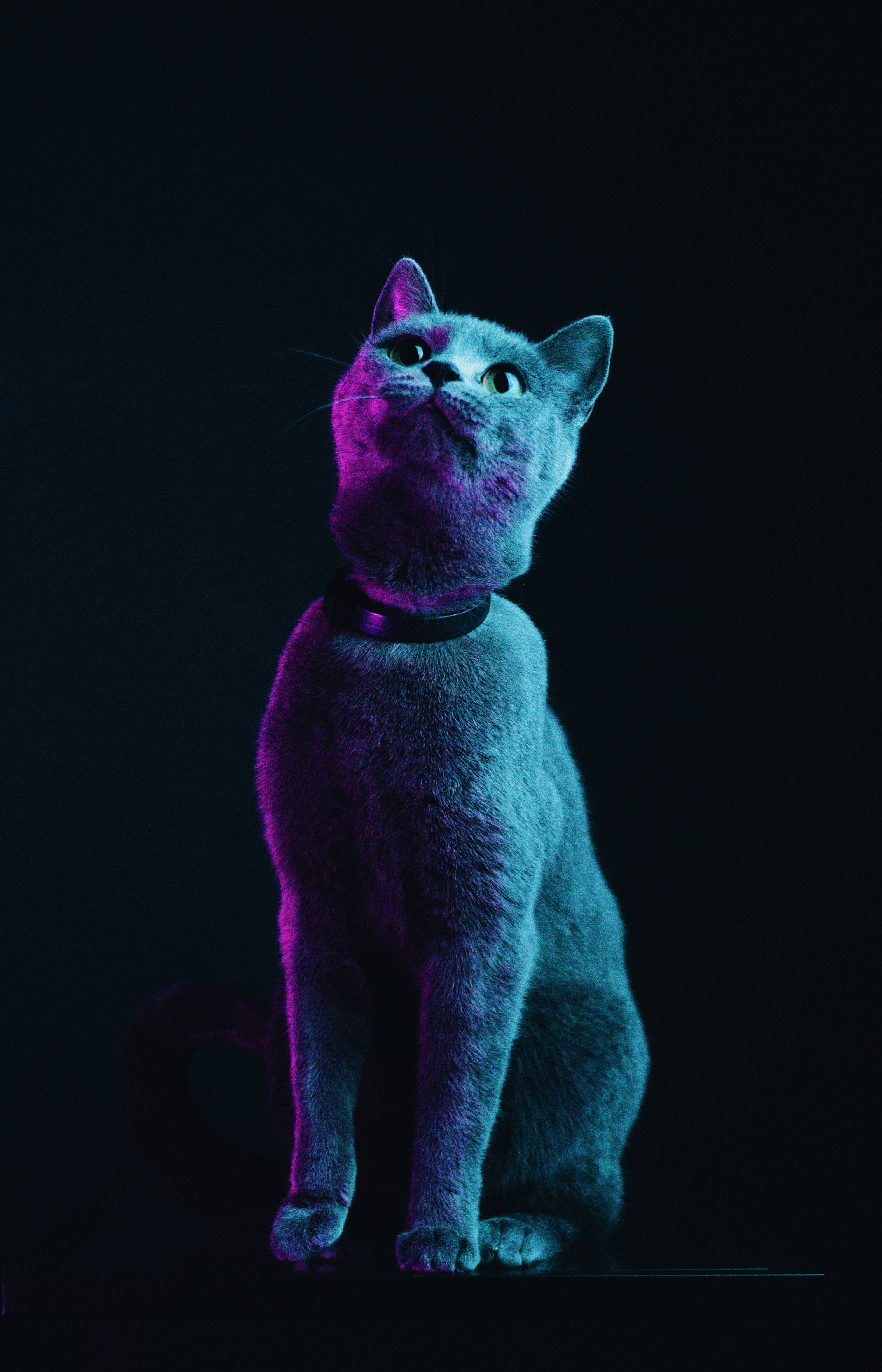 Gato Gris Esponjoso Fondos de pantalla