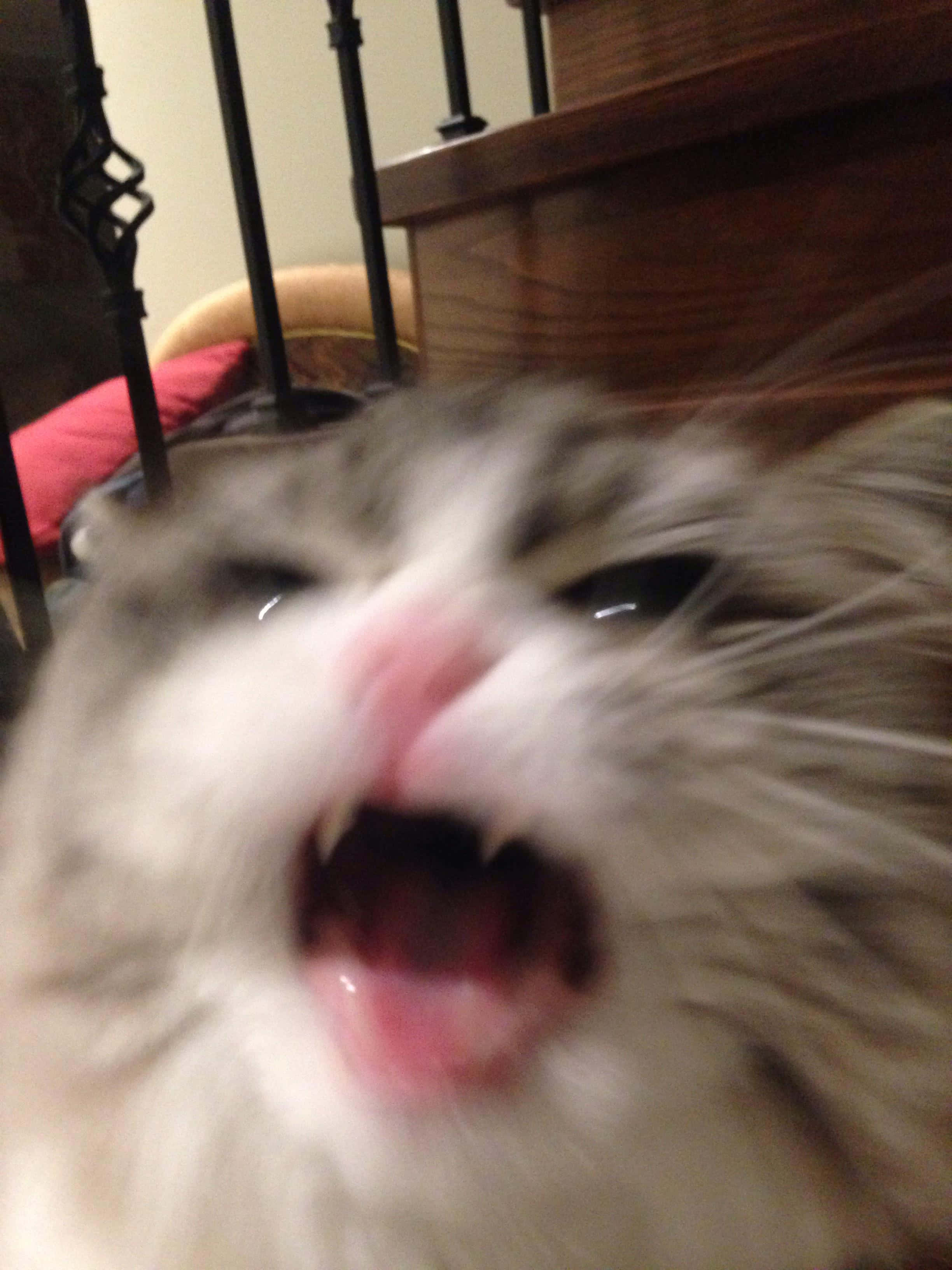 Gato Gritando Lindo PFP Fondos de pantalla