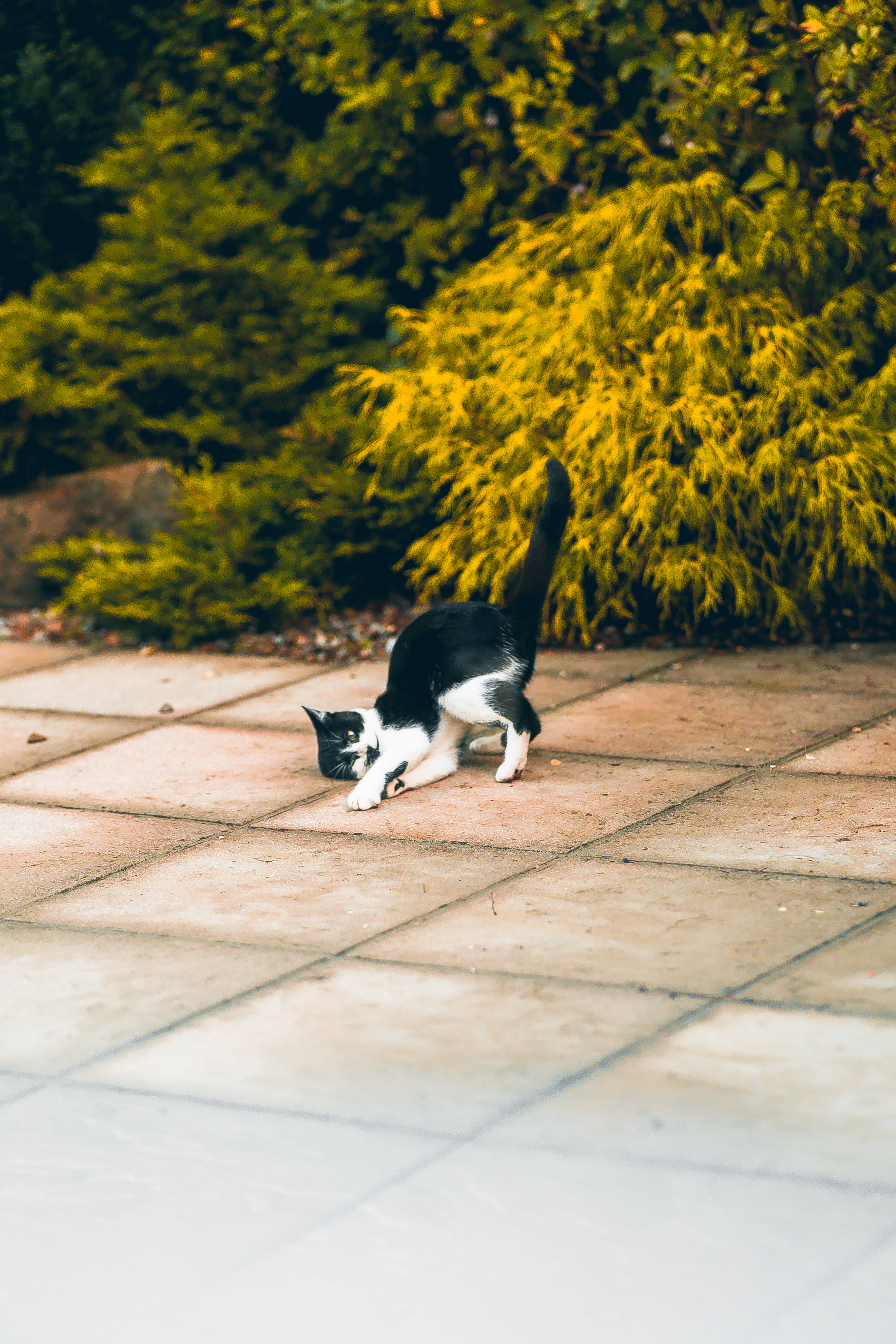 Gato Kawaii Blanco y Negro Recostado con la Cabeza Fondos de pantalla