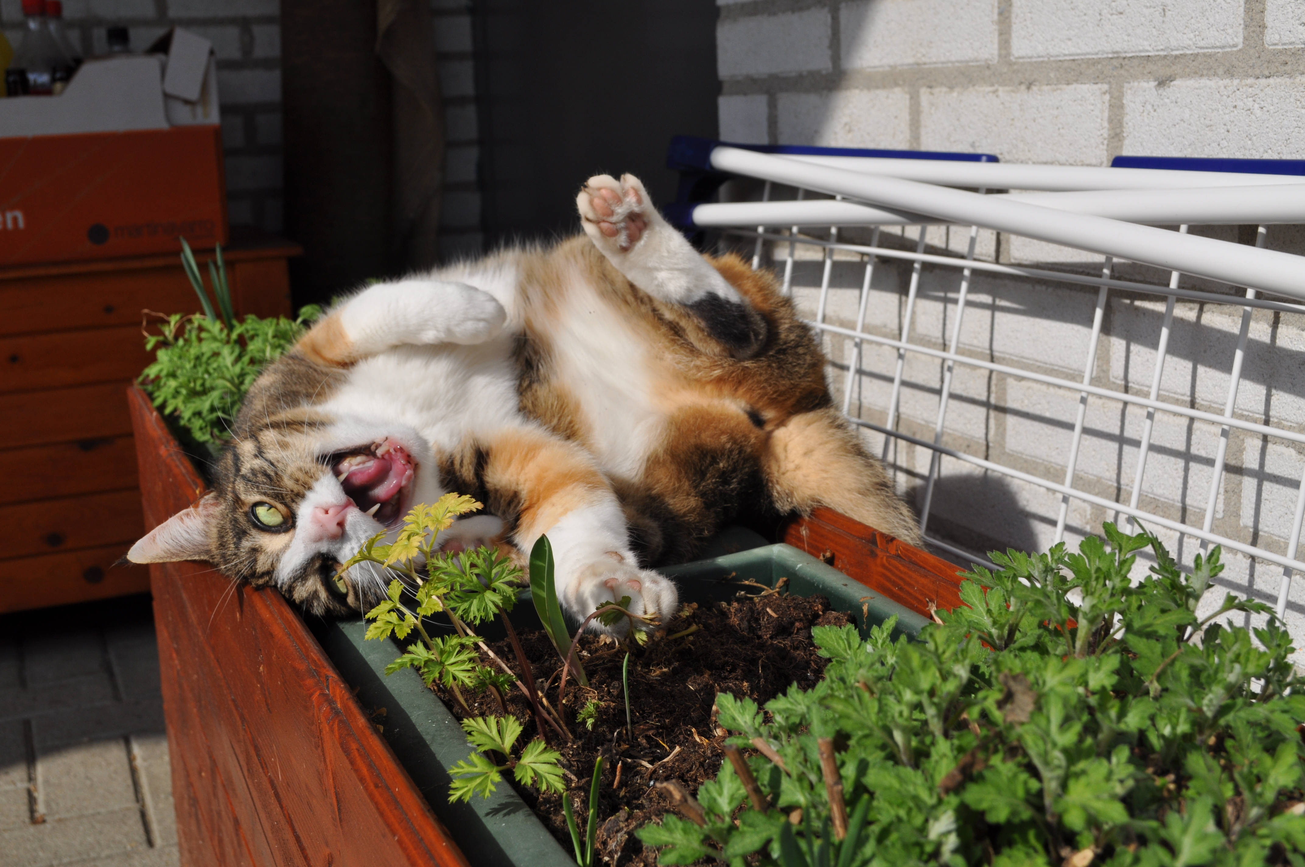 Gato Kawaii Bostezando en Maceta de Flores Fondos de pantalla