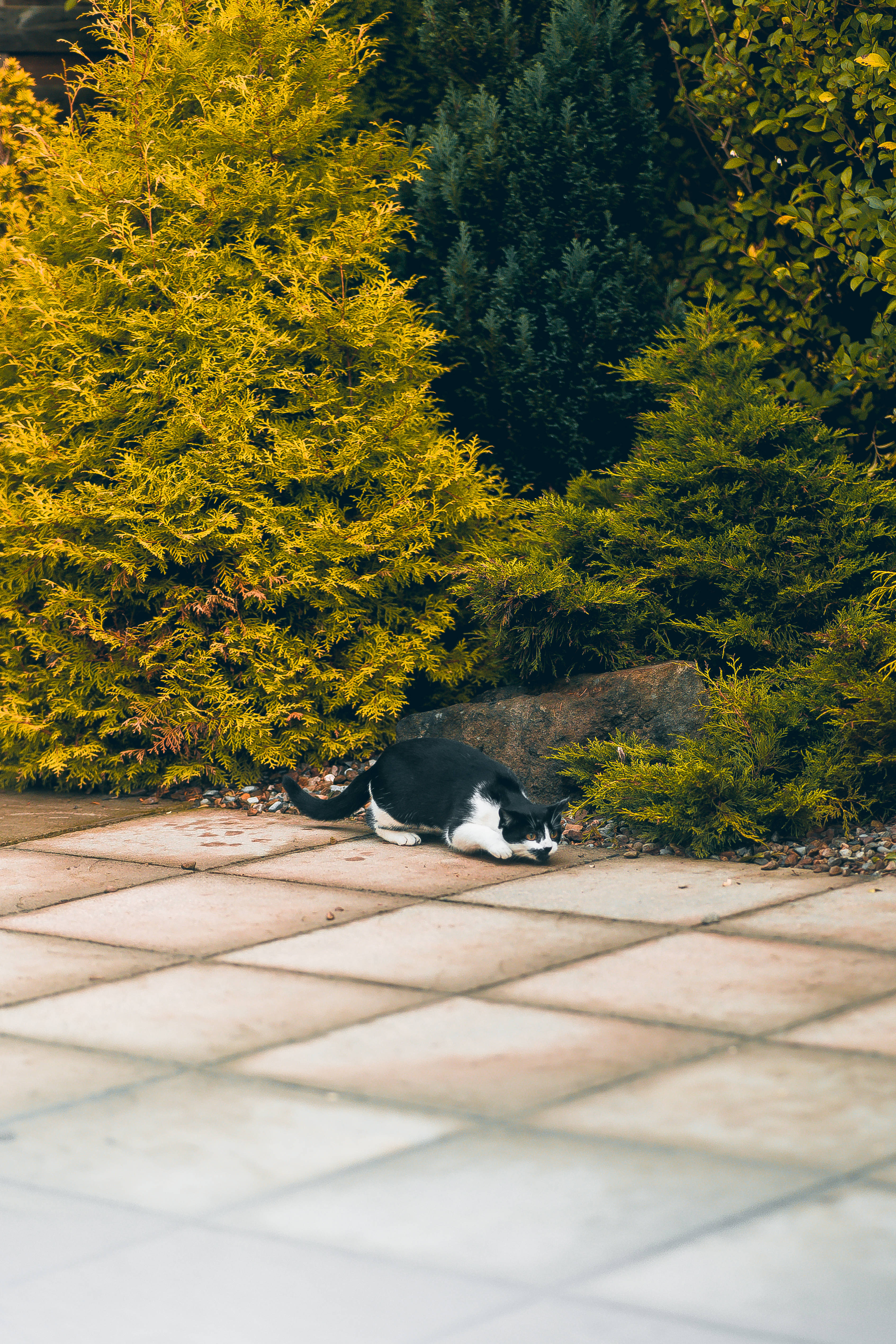 Gato kawaii durmiendo cerca de arbustos Fondos de pantalla