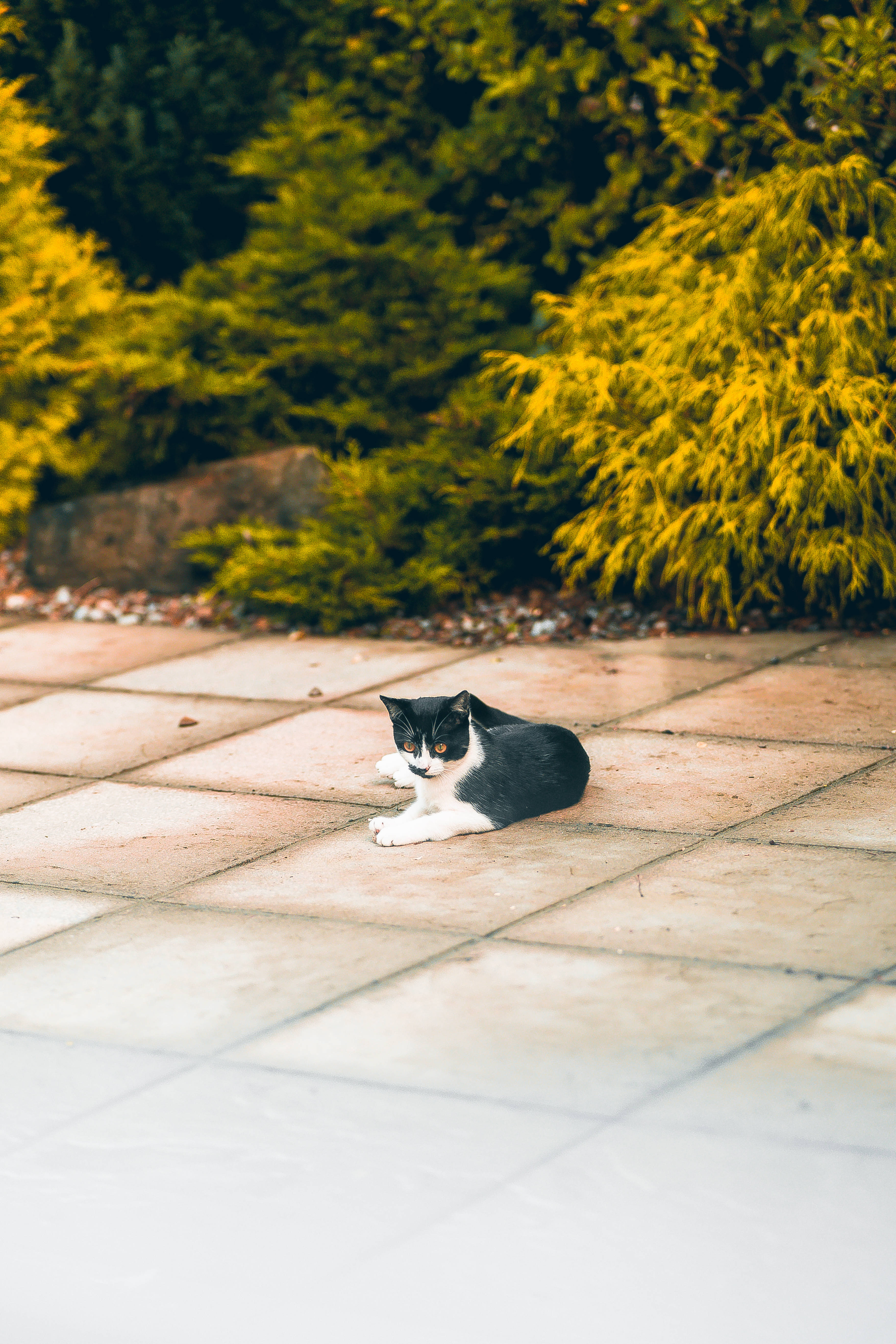 Gato kawaii en blanco y negro sentado Fondos de pantalla