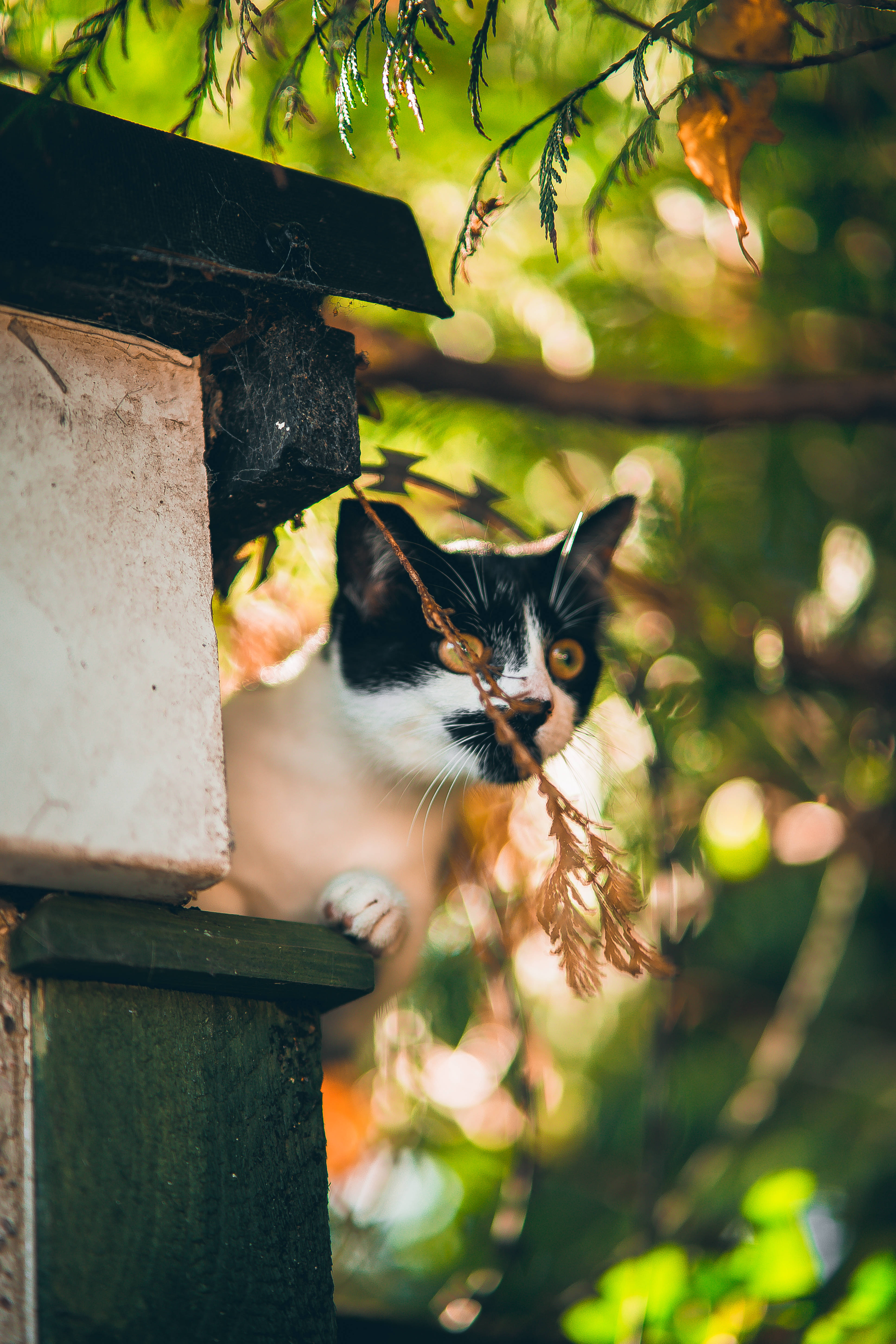 Gato Kawaii Sentado en un Borde Fondos de pantalla