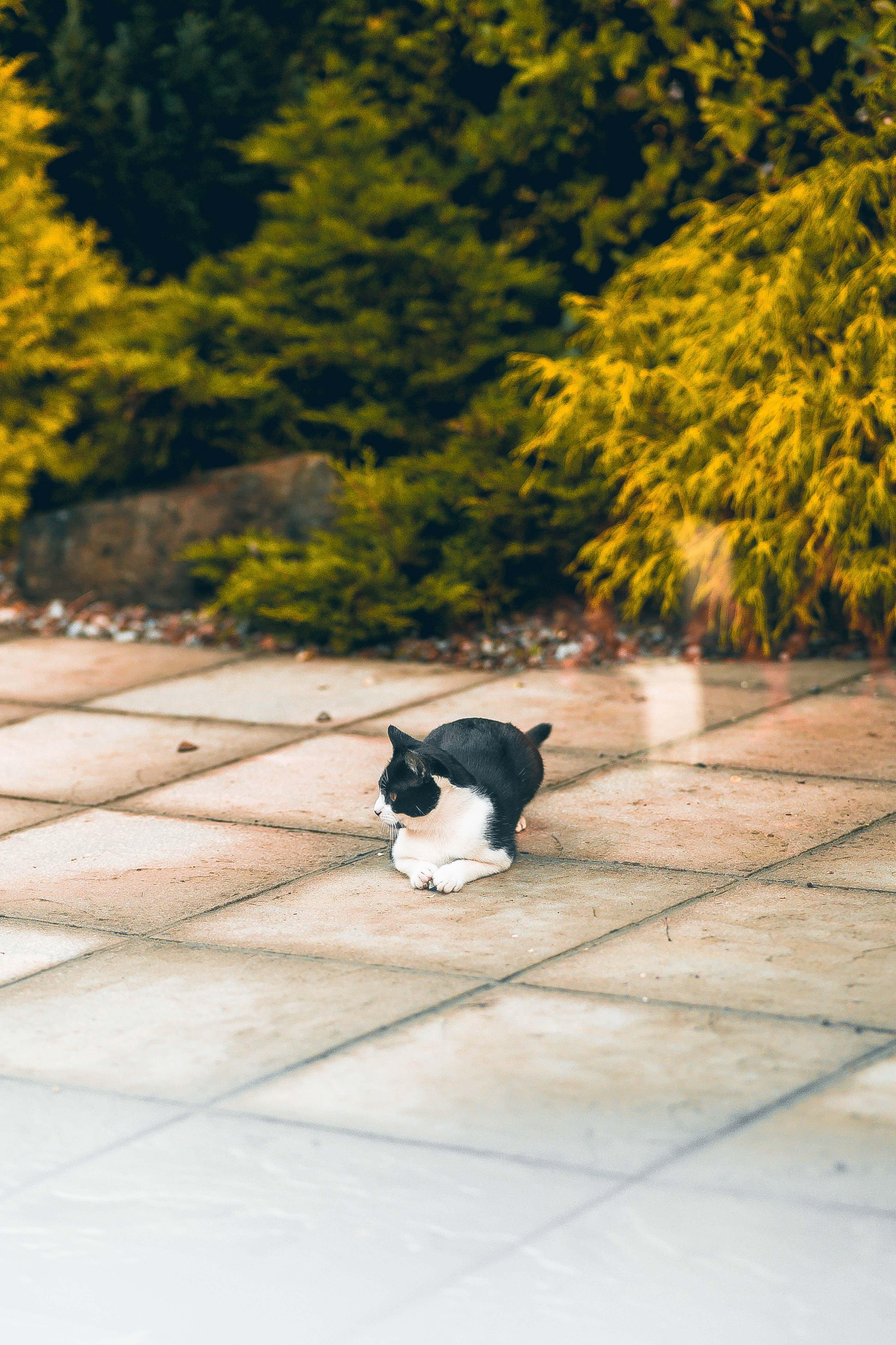 Gato kawaii sentado en el suelo Fondos de pantalla