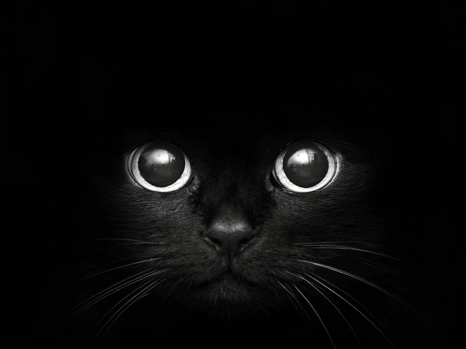 Gato Lindo Cara Negra Mac Fondos de pantalla