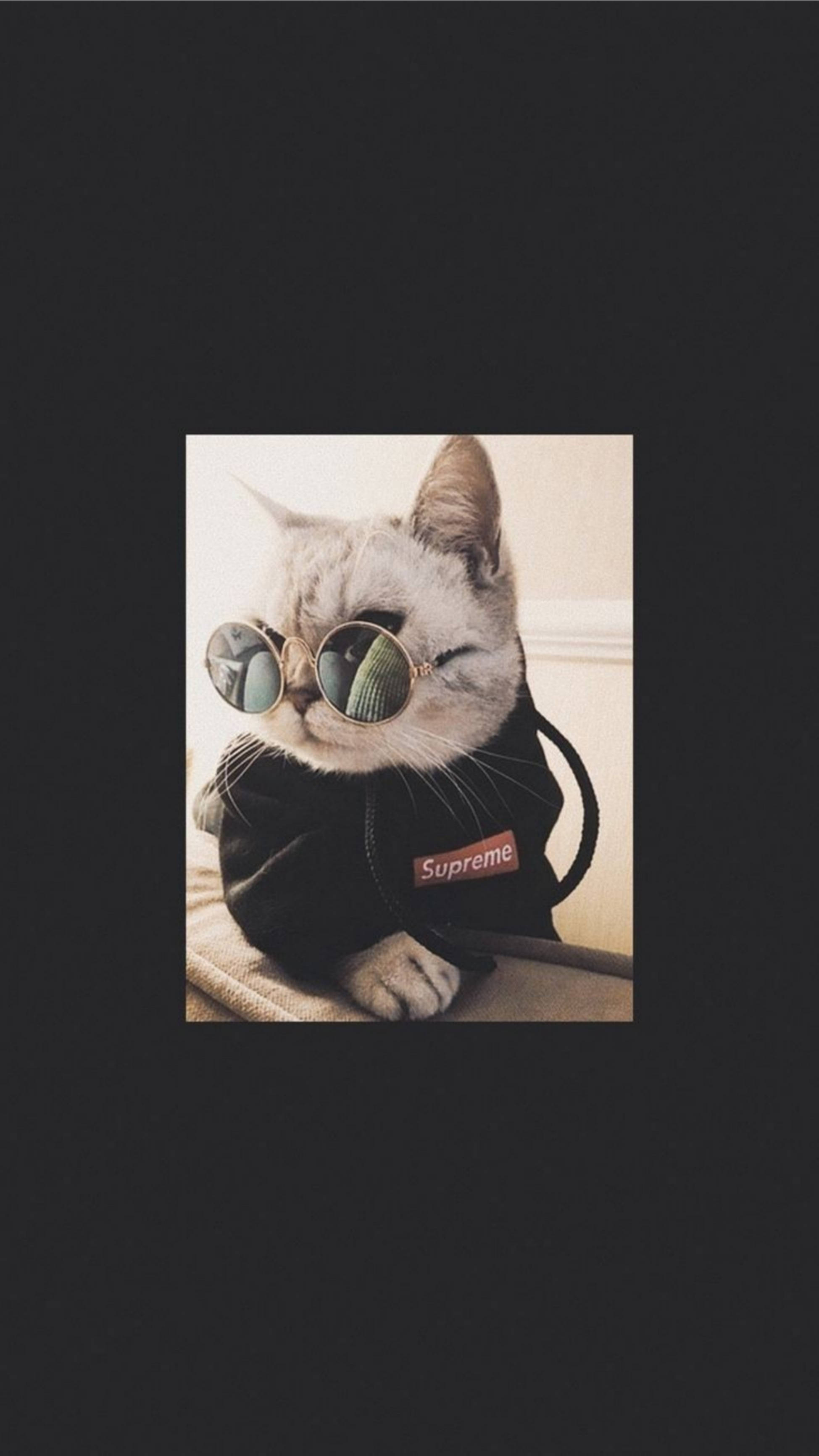 Gato lindo con estilo y lentes geniales Fondos de pantalla