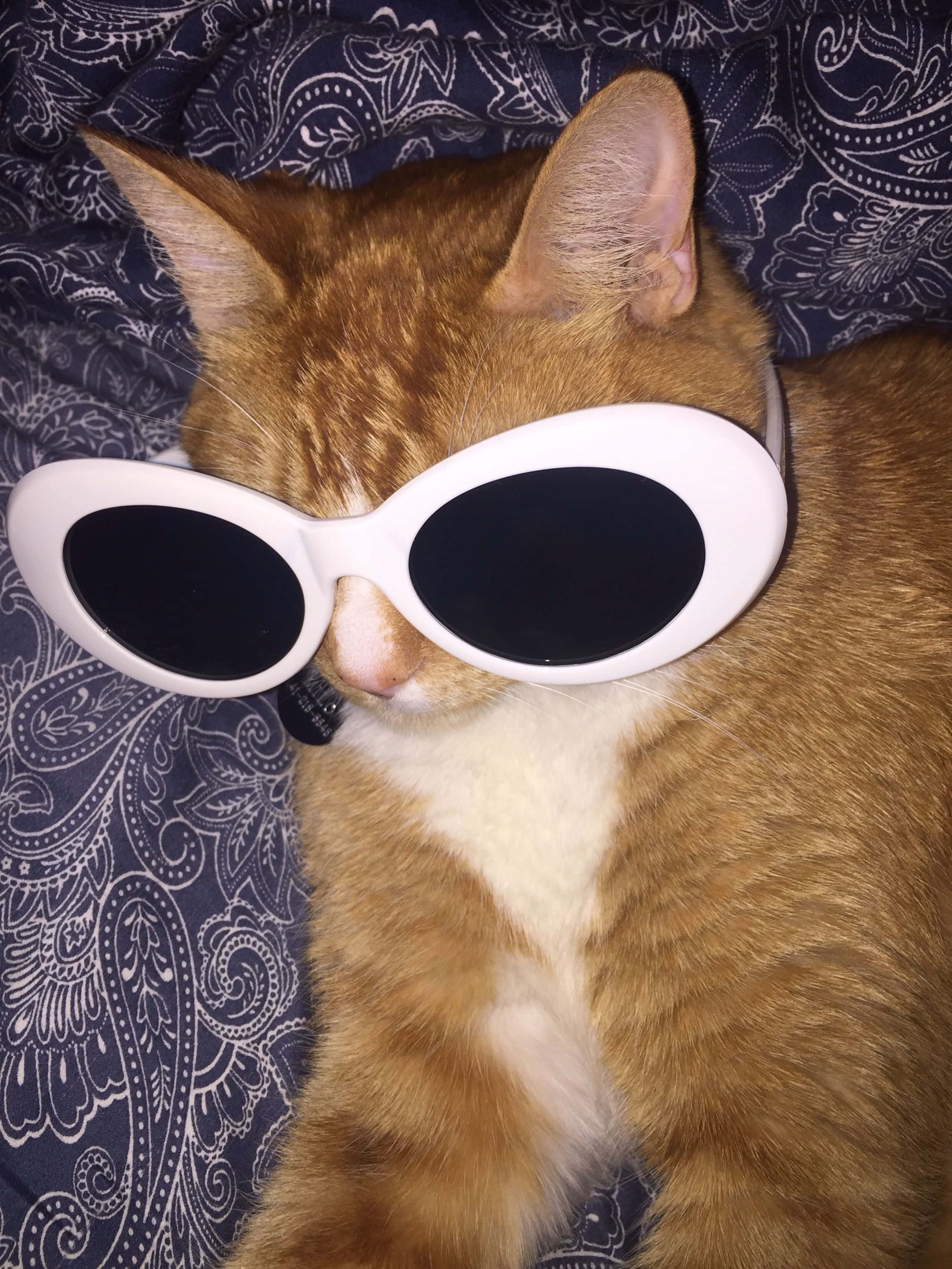 Gato Lindo con Lentes Grandes PFP Fondos de pantalla