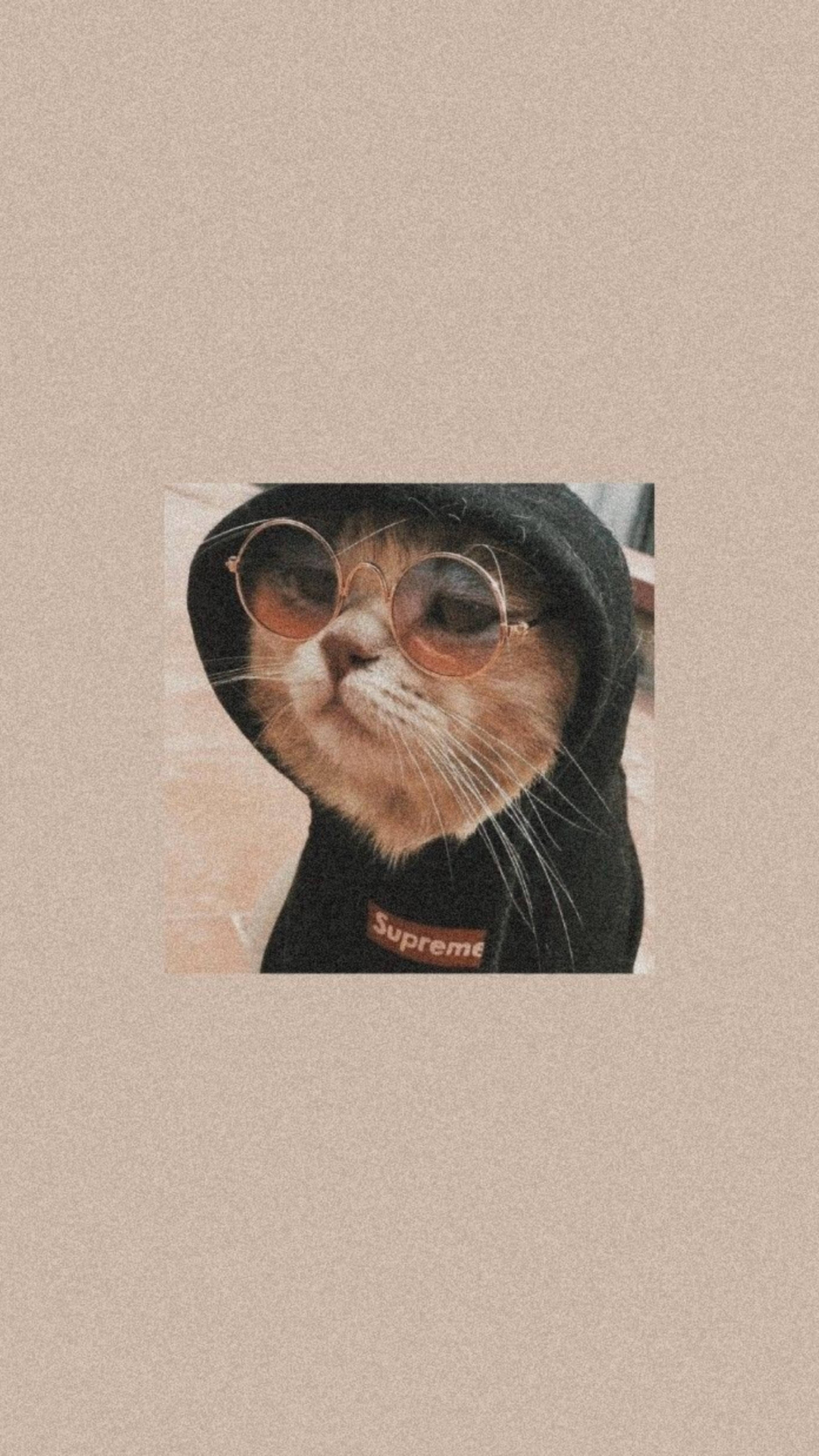 Gato Lindo con Sudadera Negra Estética Fondos de pantalla