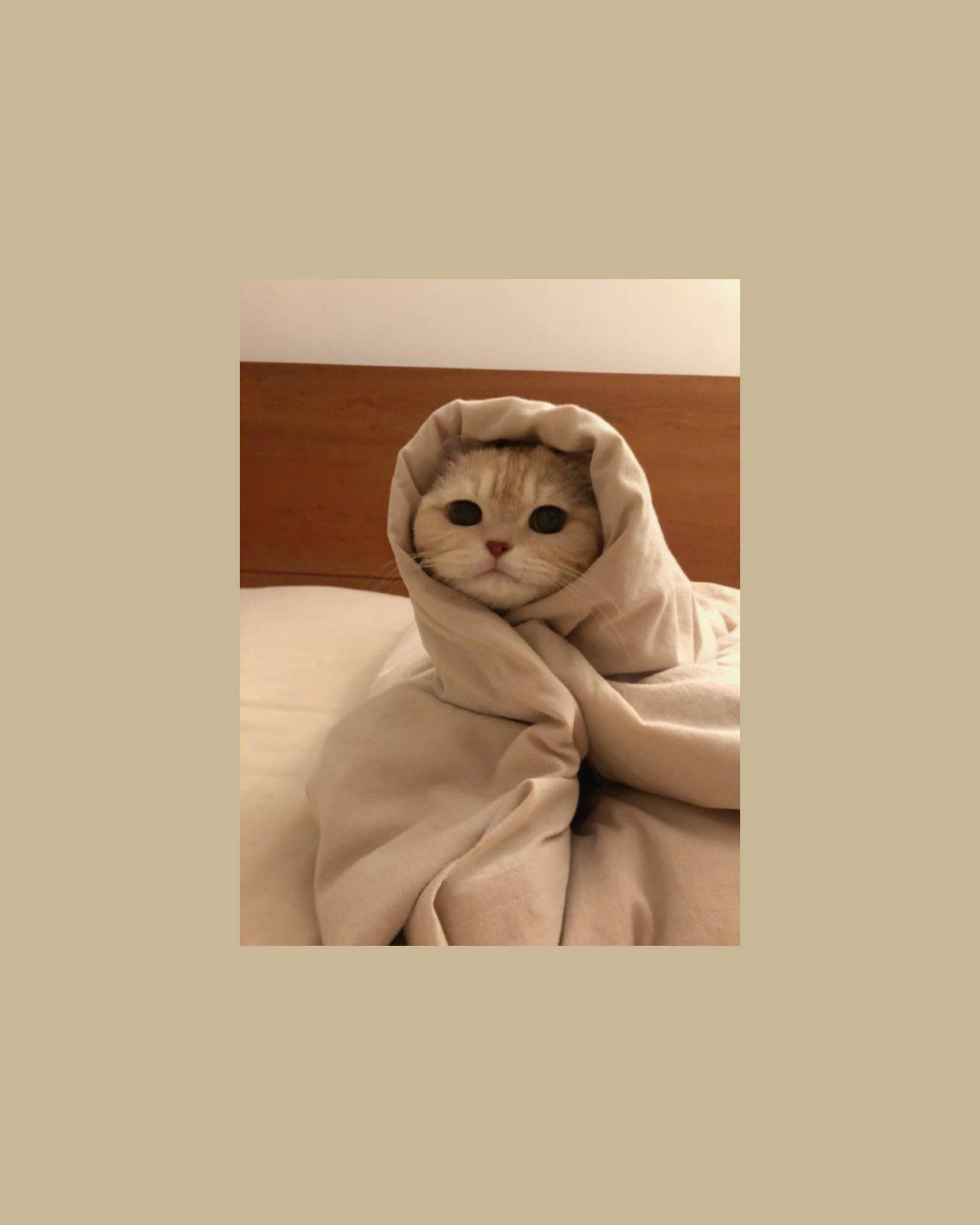 Gato Lindo Envuelto Como un Burrito Fondos de pantalla