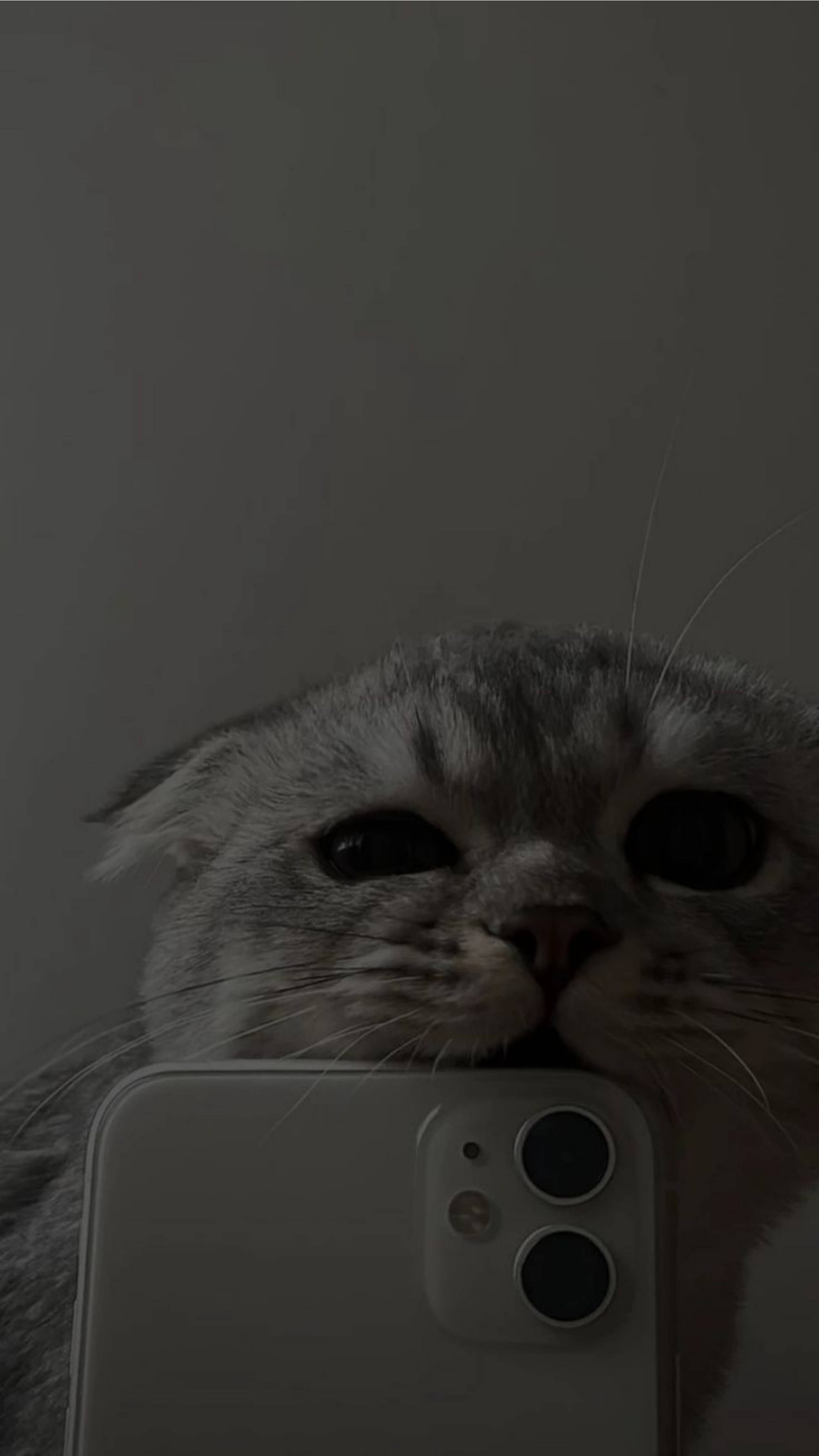 Gato Lindo Estético Mordiendo iPhone 11 Fondos de pantalla