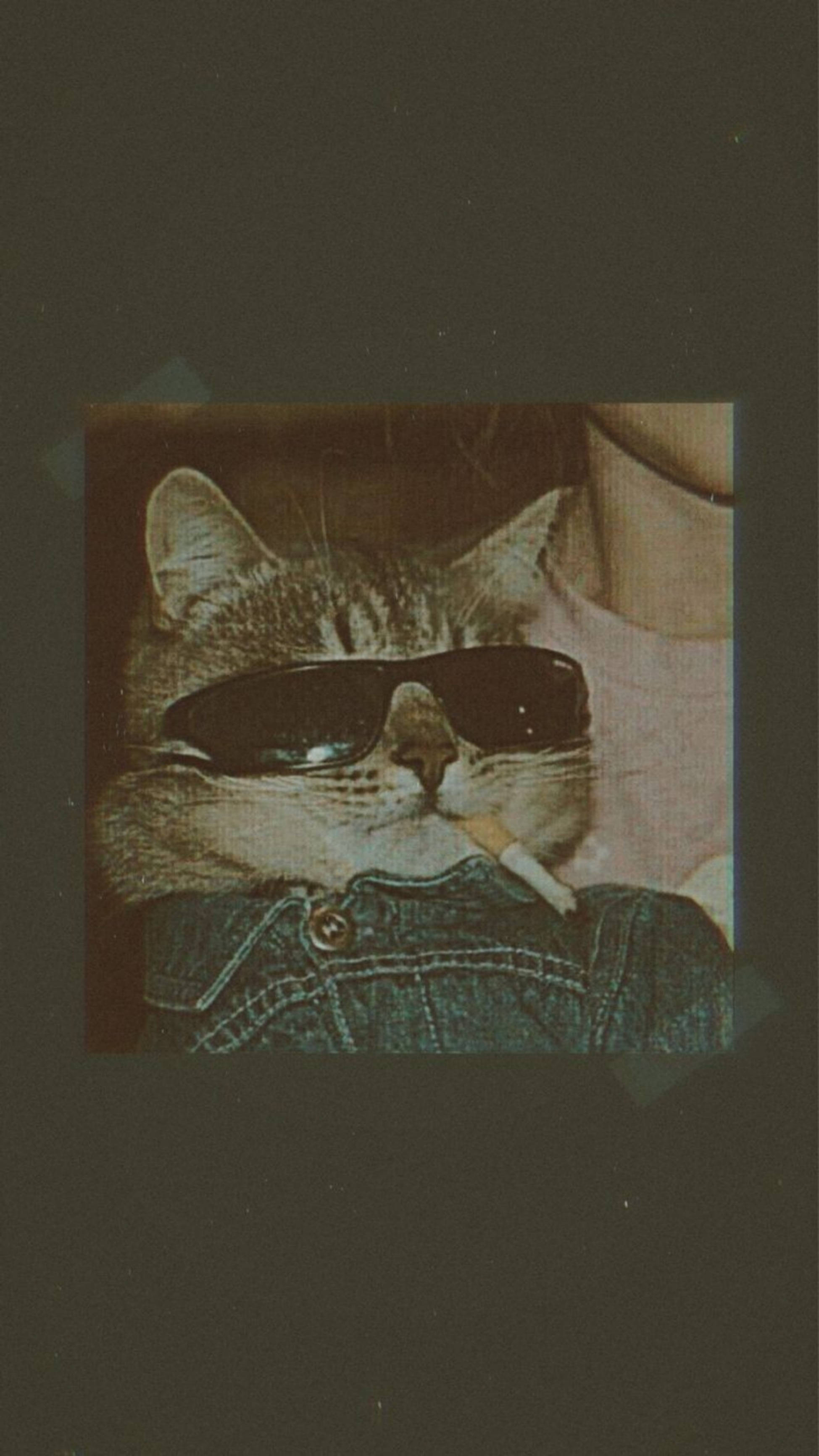 Gato Lindo Estético con Cigarrillo Fondos de pantalla