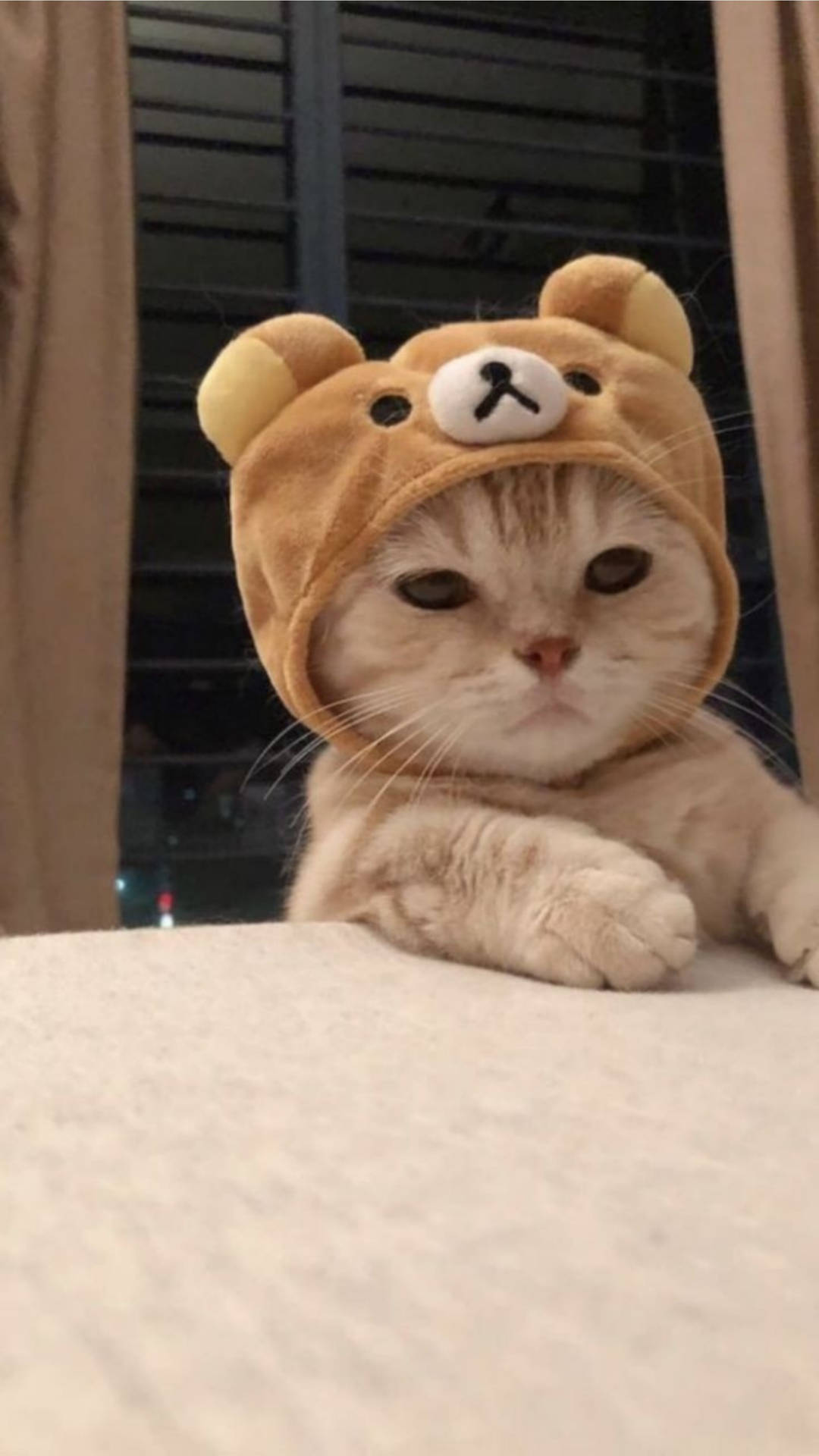 Gato Lindo Estético con Gorro de Rilakkuma